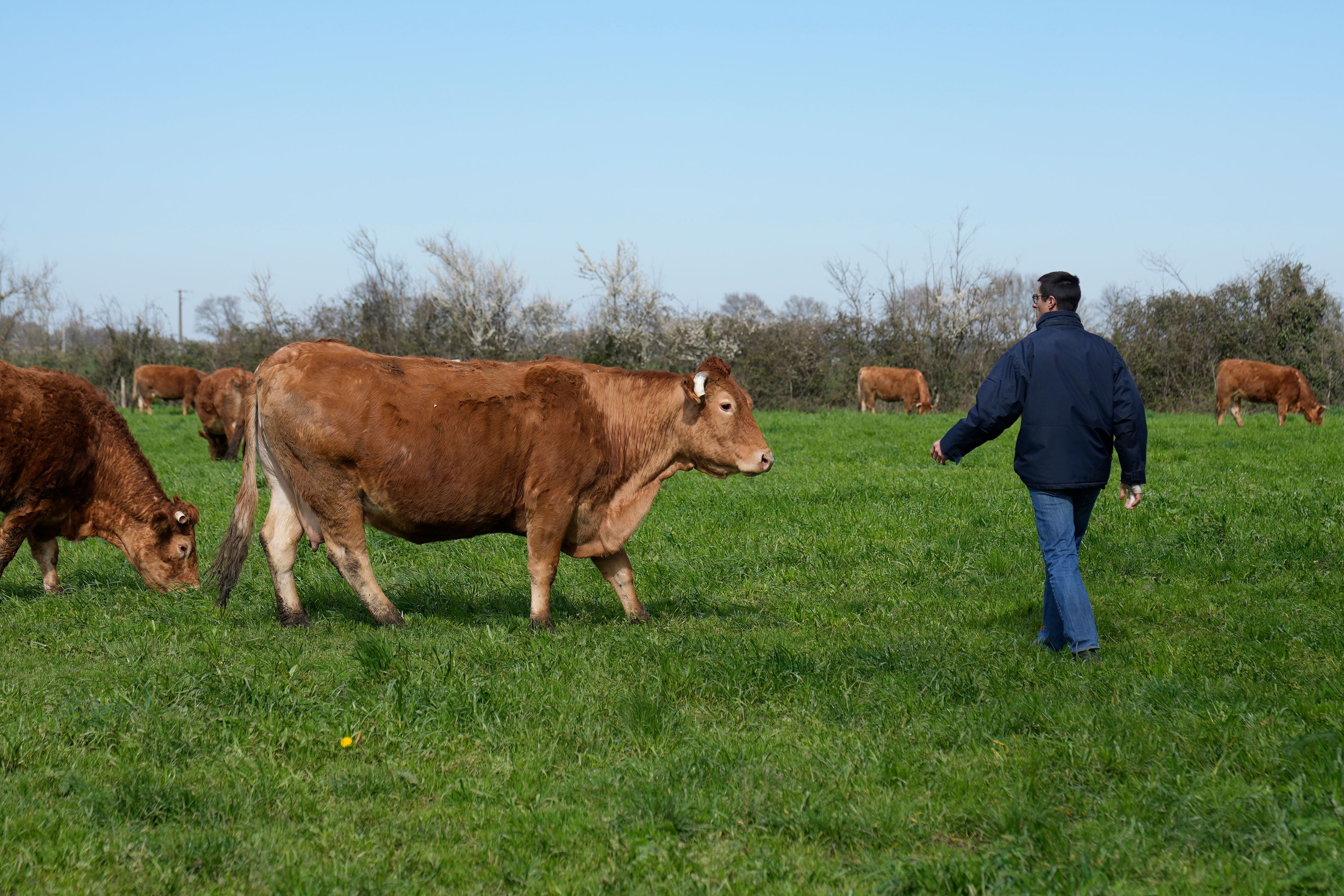 Farmer Philippe Dutertre walks to toward his cows in a meadow in Chemire-Le-Gaudin, western France, Friday, March 18, 2022. Farmers worldwide are weighing whether to change their planting patterns and grow more wheat this spring as Russia's war in Ukraine has choked off or thrown into question grain supplies from a region known as “the breadbasket of the world.” Dutertre hasn't decided whether to expand his wheat patch given soaring energy and electricity costs. (AP Photo/Francois Mori)