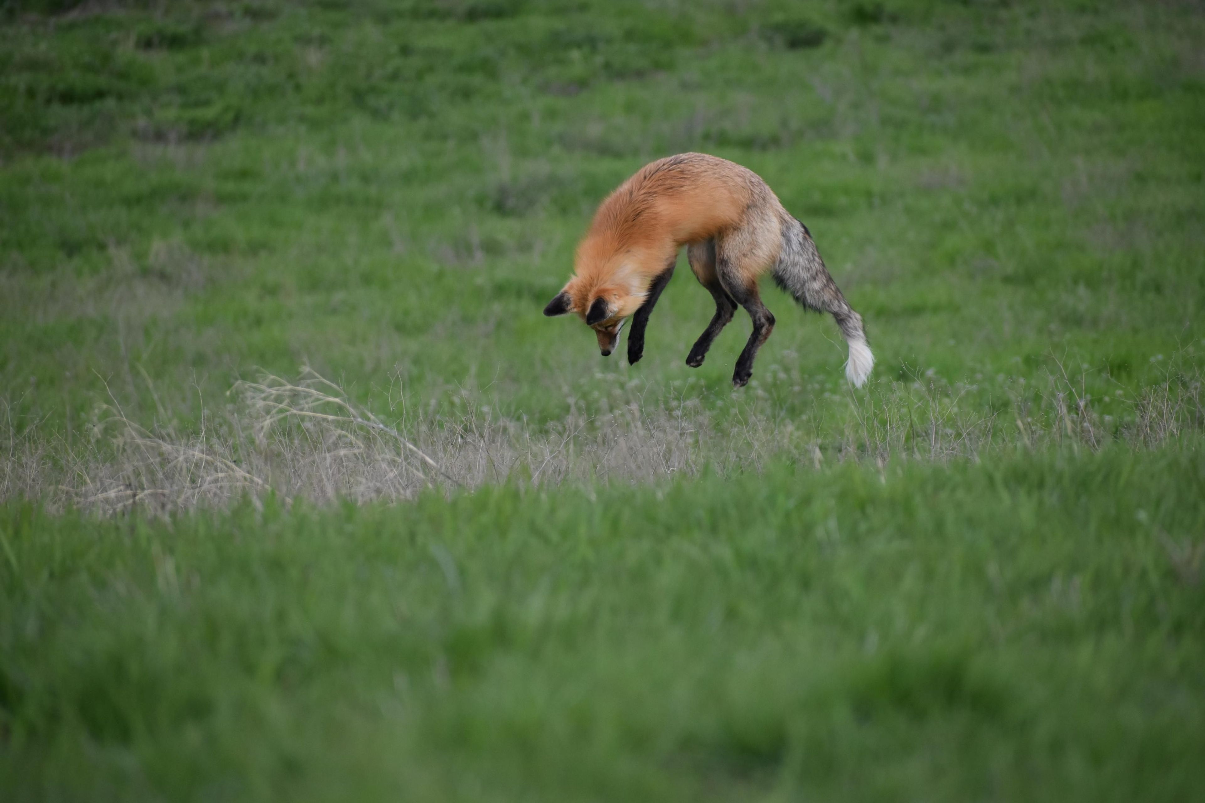 Douglas Blanks Hindman snapped this image April 11 of a neighborhood fox hunting voles near Wawawai Road in Pullman.