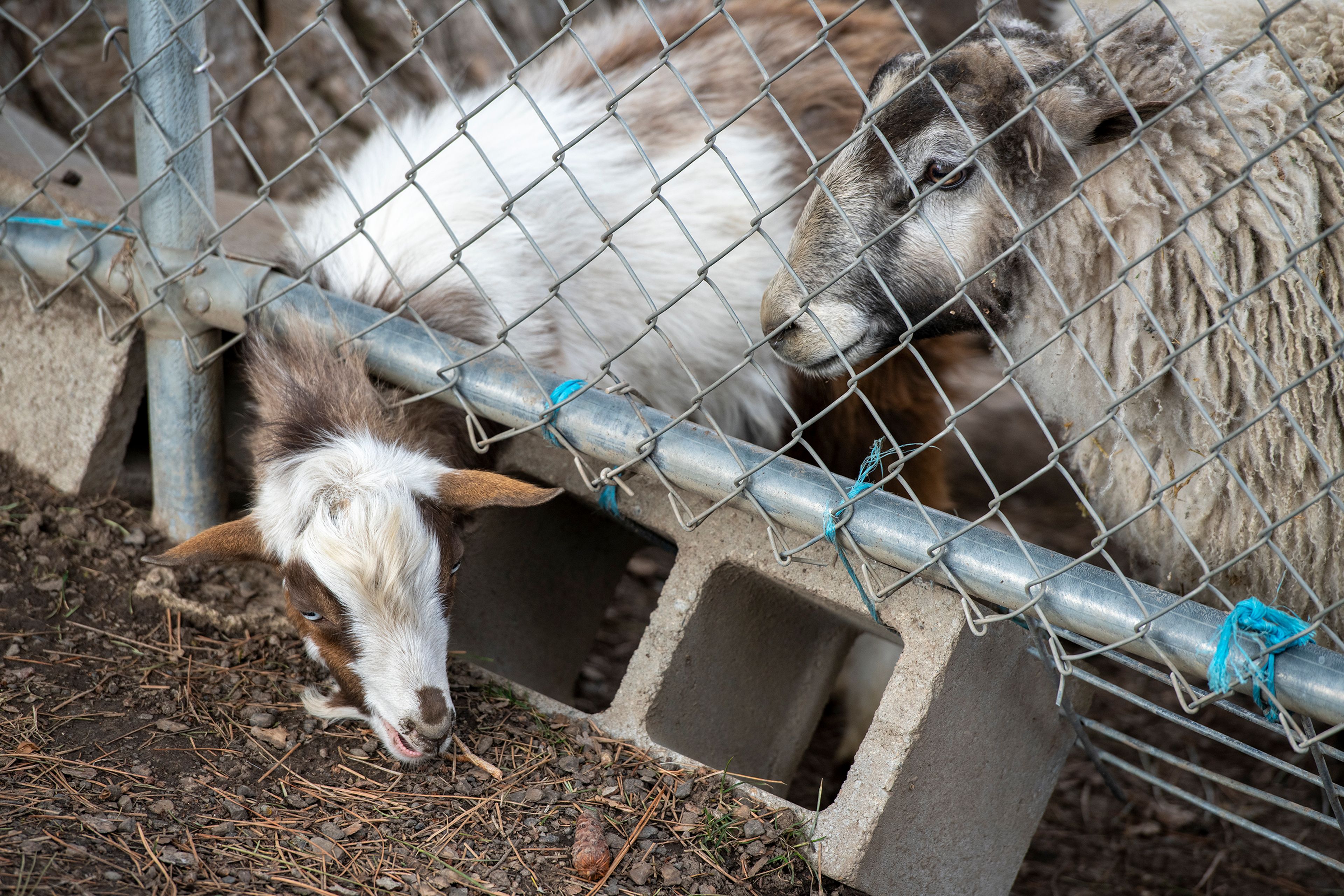 A goat pokes its head under a fence as it reaches for a snack Wednesday at Sunnyside Park in Pullman.