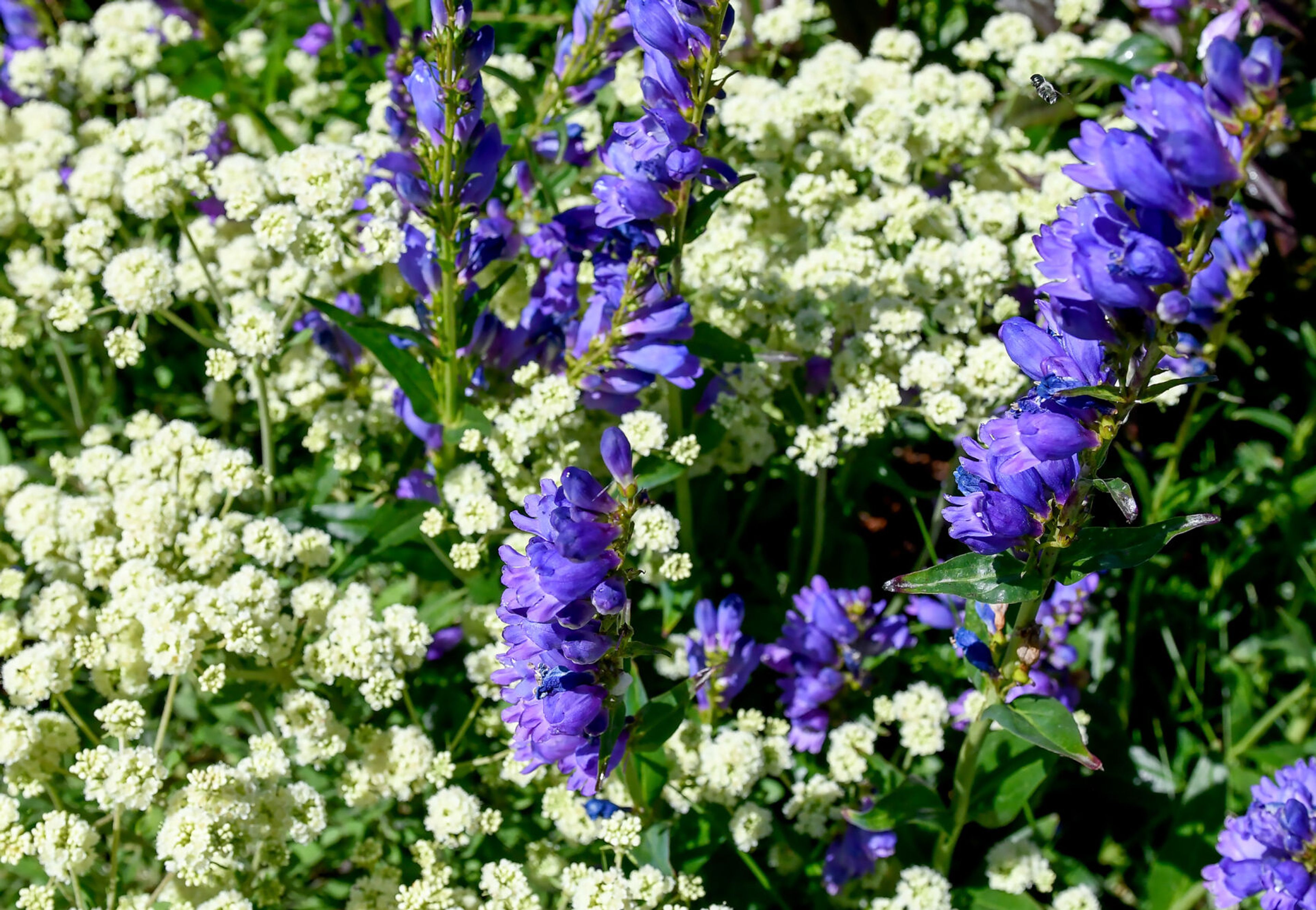 Parsnip-flower buckwheat, or Eriogonum heracleoides, and Rocky Mountain penstemonon overlap in Pam Brunsfeld’s front yard of Friday in Moscow.