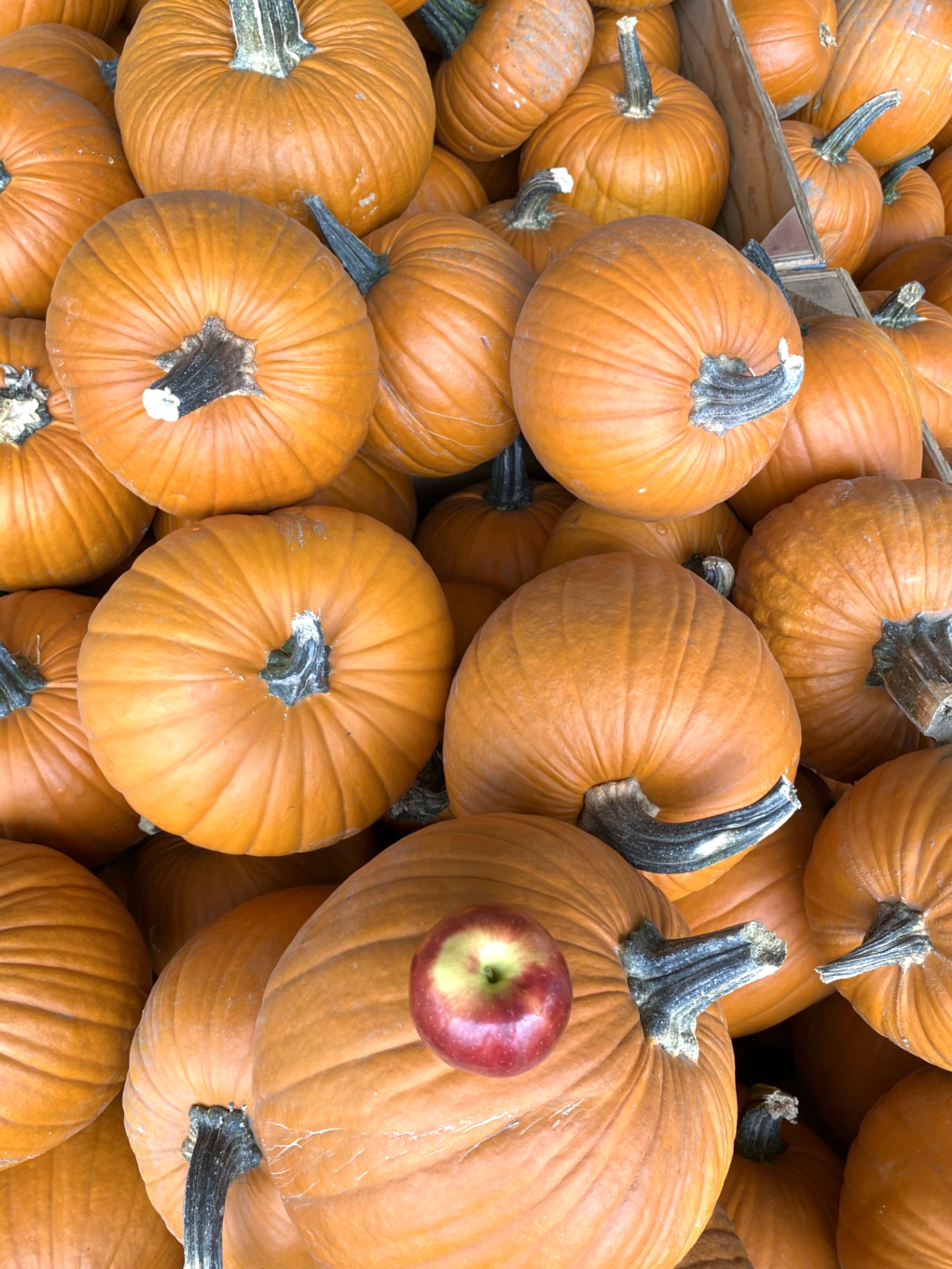 Fruit of the season: Is it pumpkin or apple?