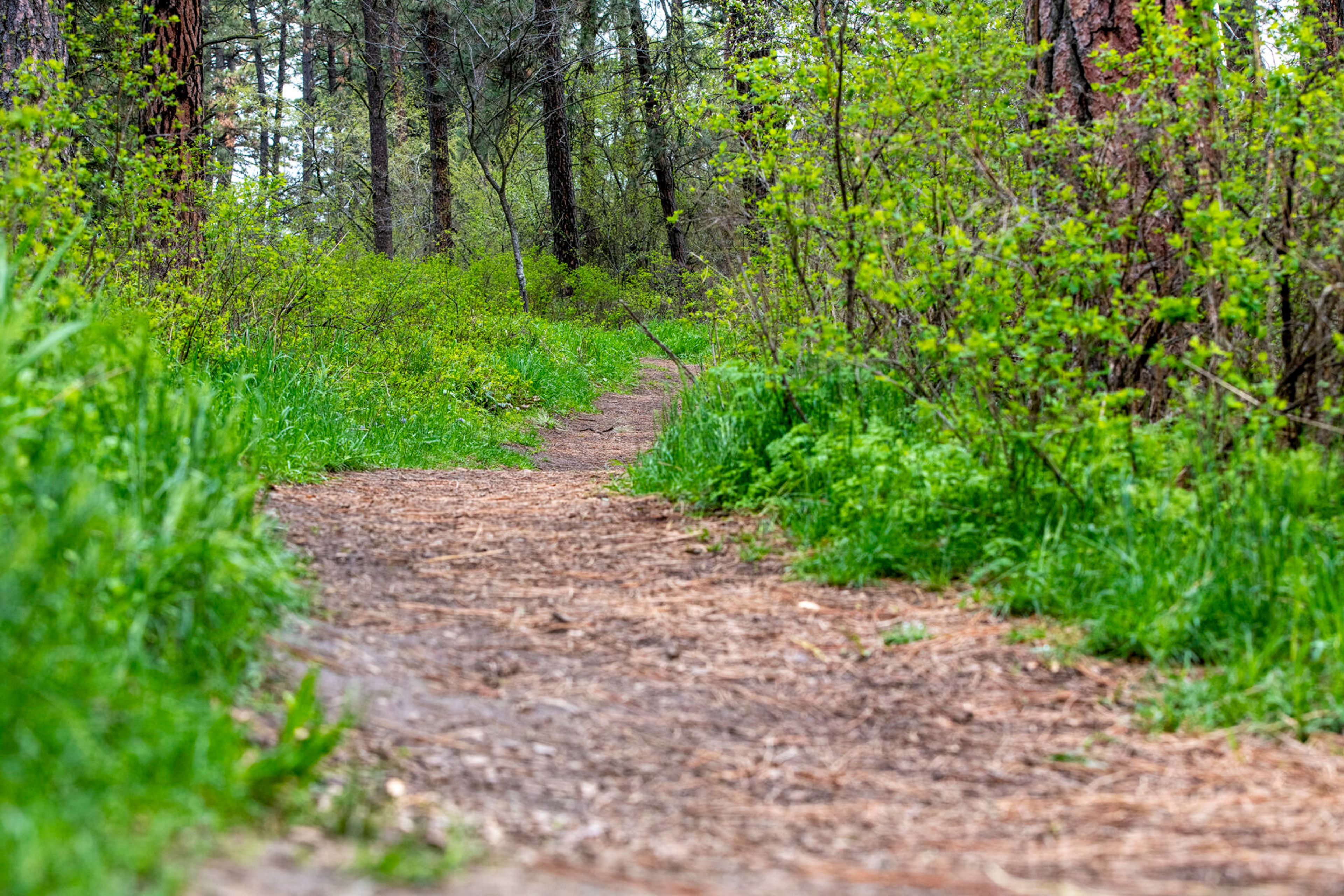 Meadow View Trail at Idler’s Rest Nature Preserve is groomed and ready for use.