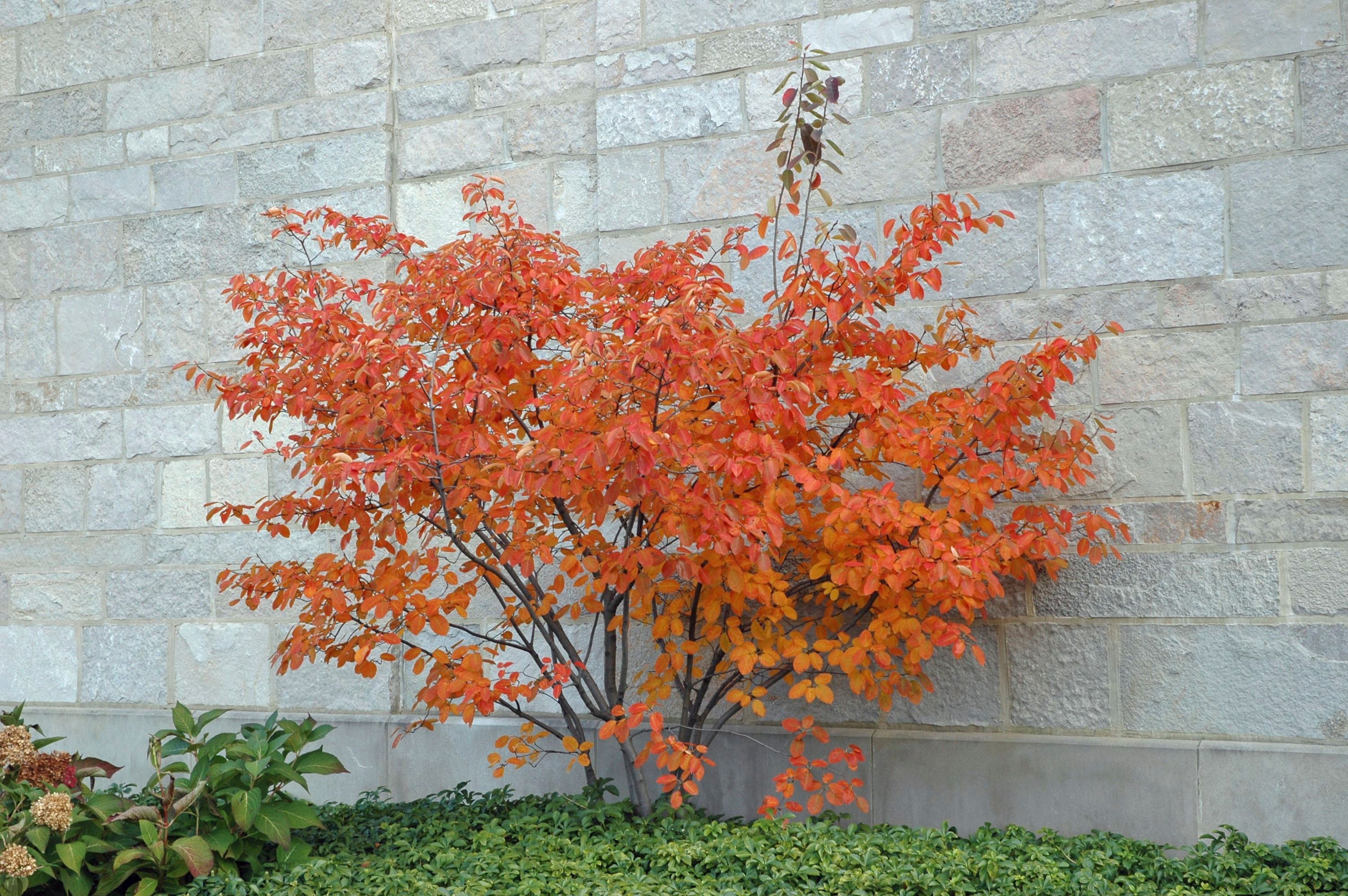 This October 2006 image provided by The Morton Arboretum shows an Amelanchier x grandiflora 'Autumn Brilliance' serviceberry tree displaying brilliant orange-red fall foliage at the arboretum in Lisle, Ill. (The Morton Arboretum via AP)