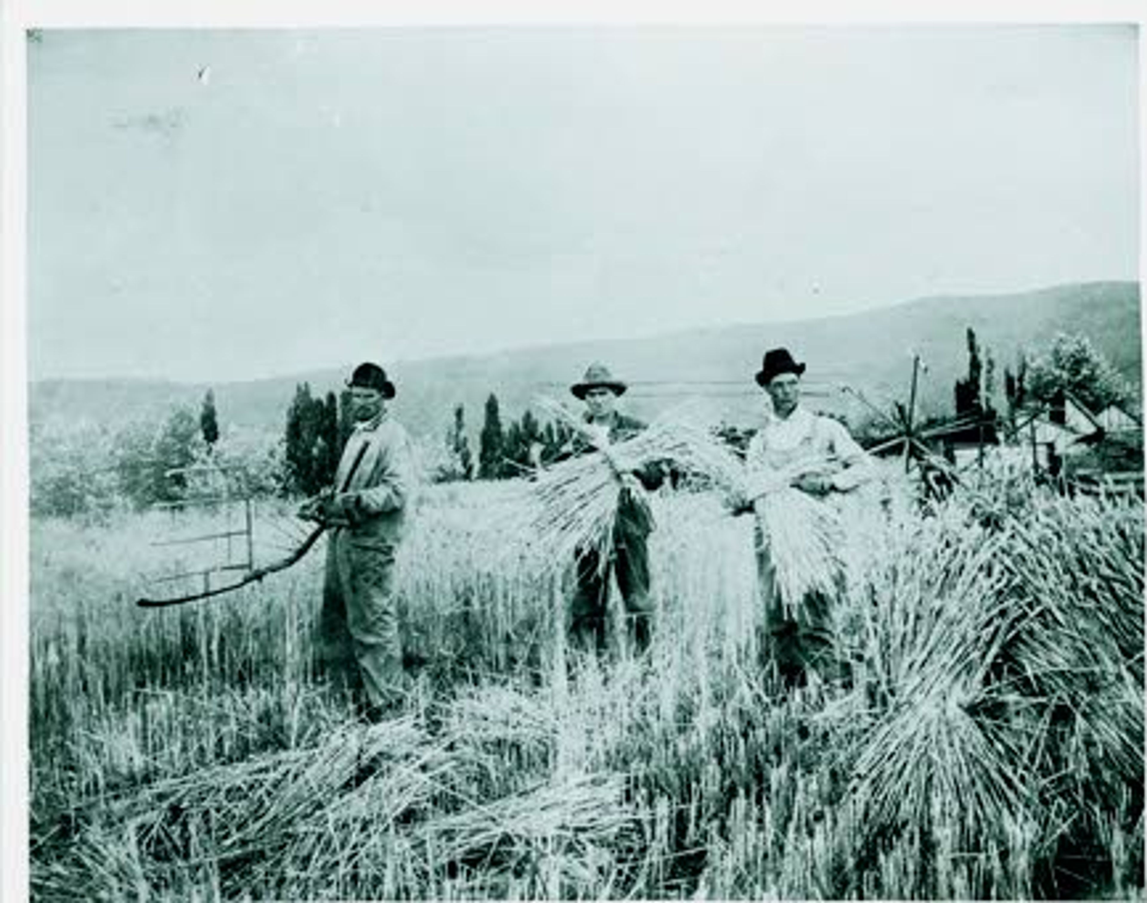 Courtesy Latah County Historical SocietyIn the 1880s a hand scythe with cradle, pioneer method of cutting grain, which was then bundled into shocks, and either flailed by hand or trampled by horses to release the kernals.