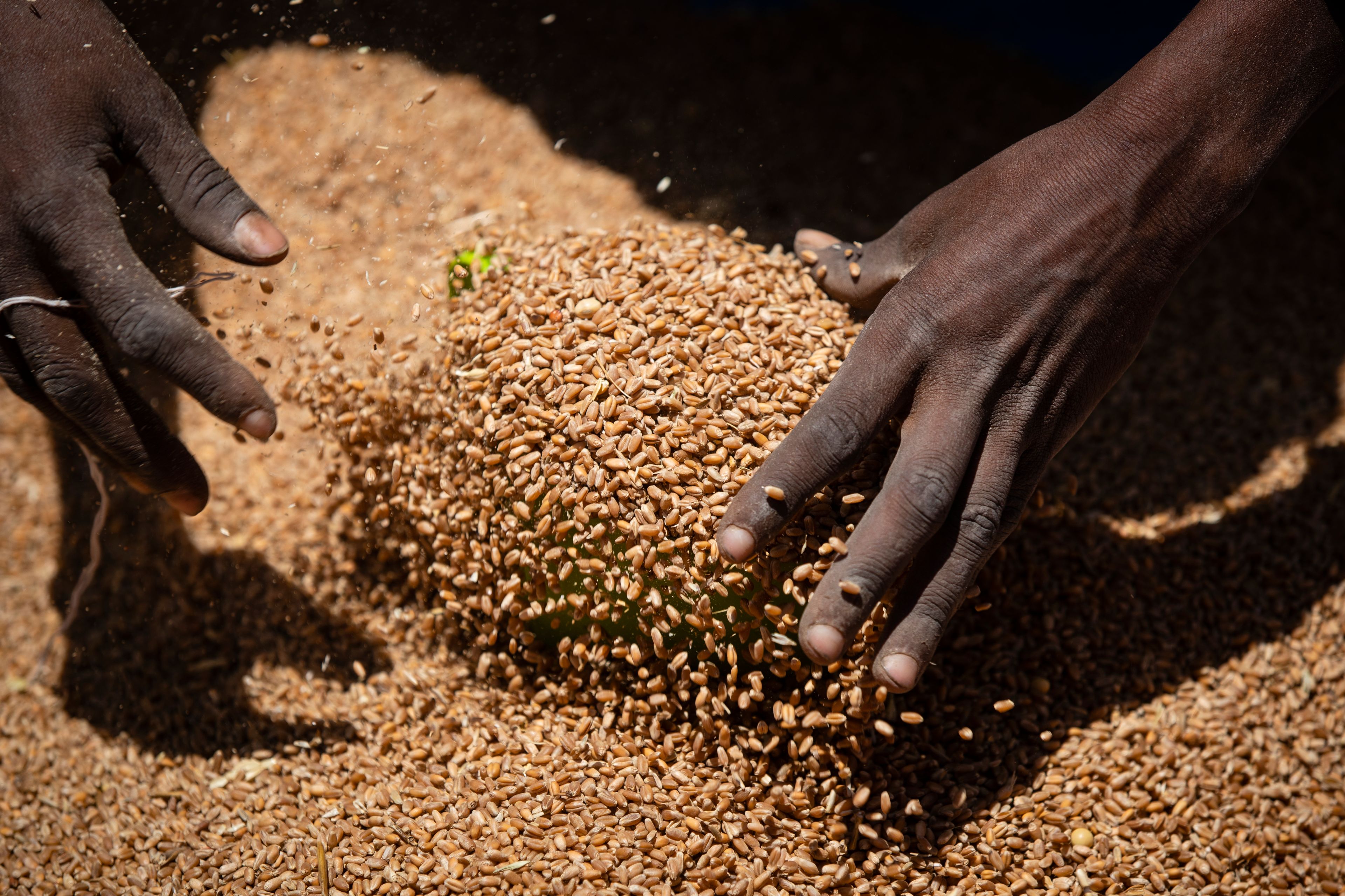 An Ethiopian woman scoops up portions of wheat to be allocated to waiting families after it was distributed by the Relief Society of Tigray in the town of Agula, in the Tigray region of northern Ethiopia, May 8.