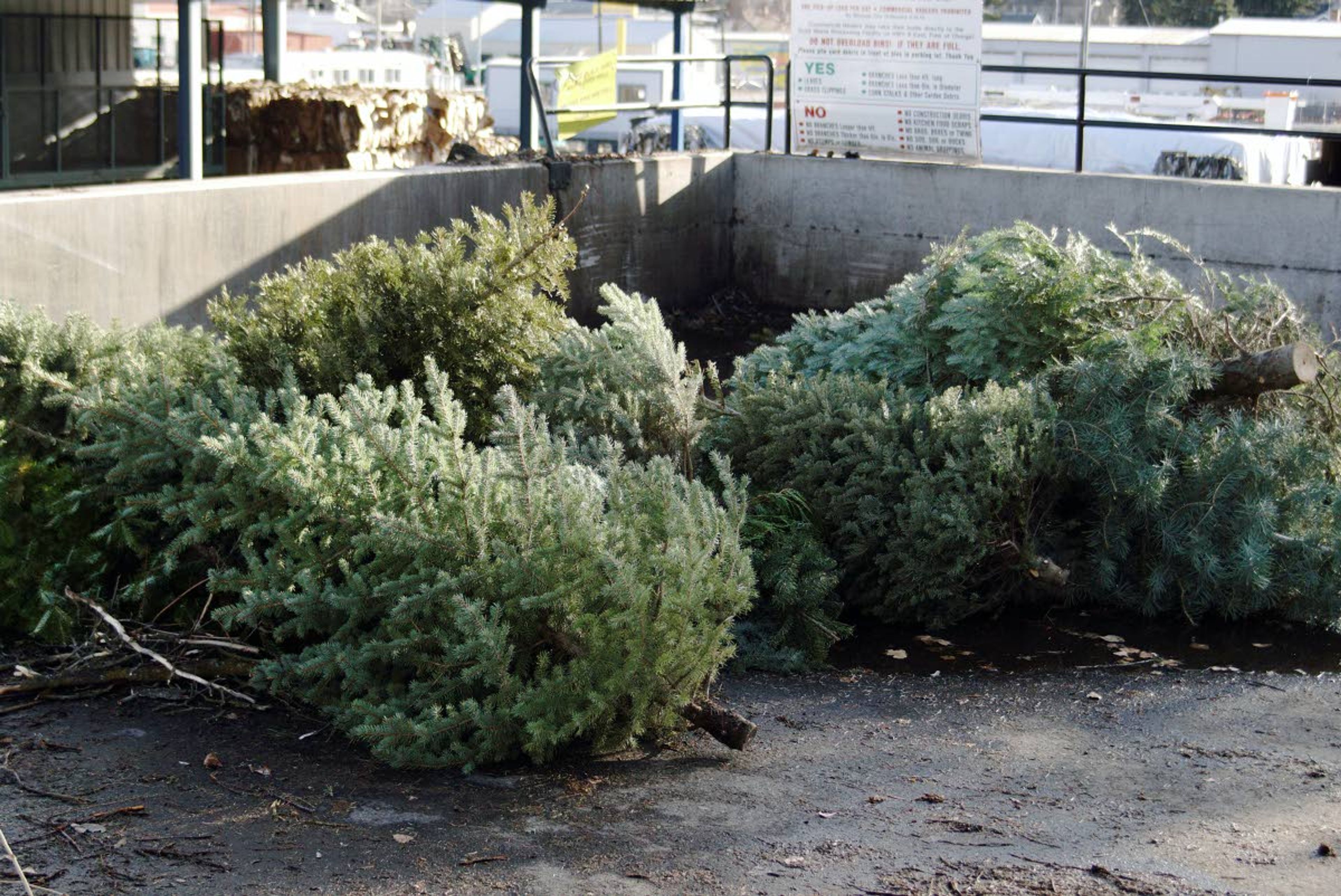 Discarded Christmas trees at the Moscow Recycling Center on New Years Day.