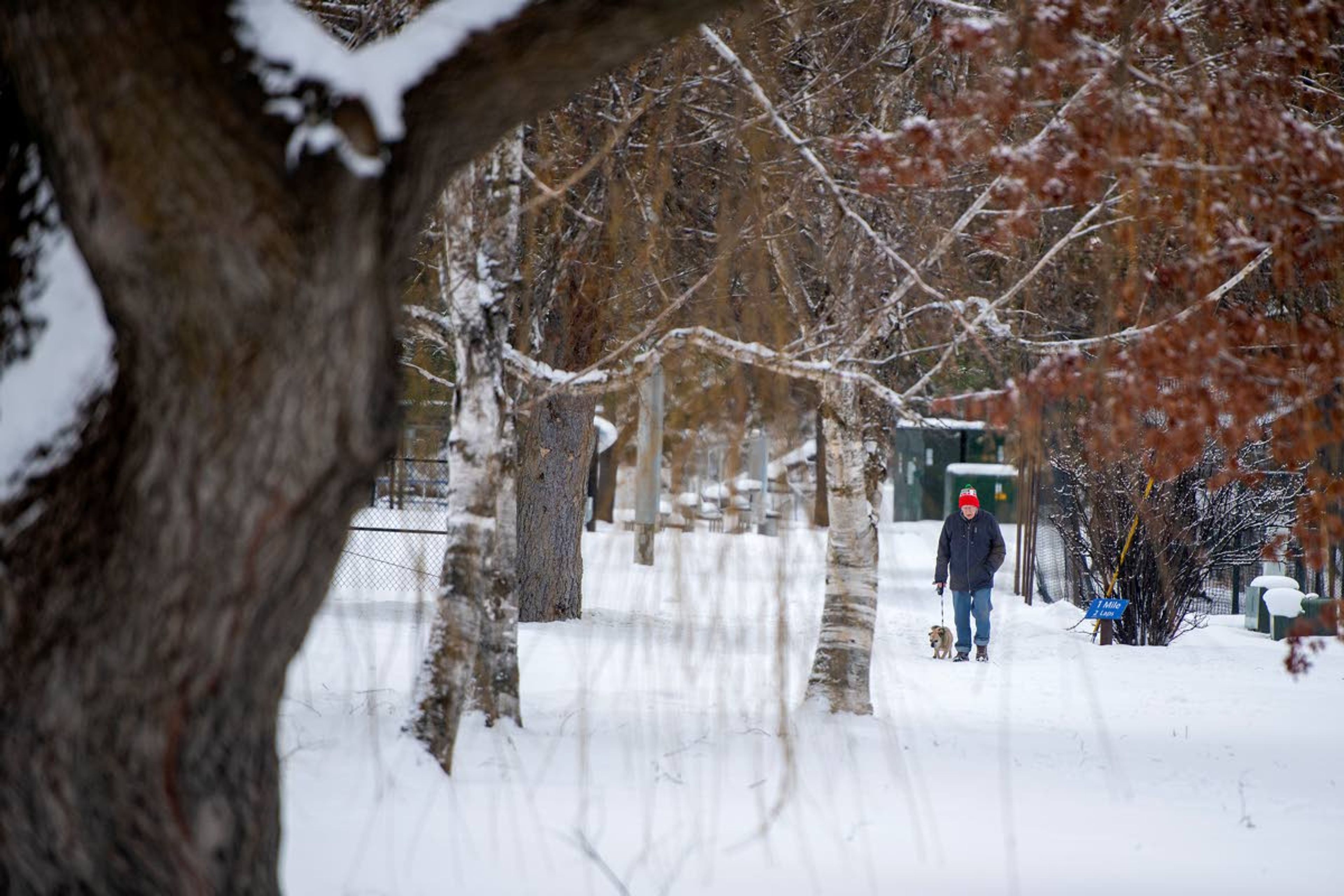 Gordon Thornton takes his dog, Quincy, an 11-year-old pug mix, along a snow-filled City Playfield Path on Tuesday during one of their daily walks in Pullman. “I just came here in September from Pennsylvania and I enjoy the snow, but I’m ready for the summer,” Thornton joked.