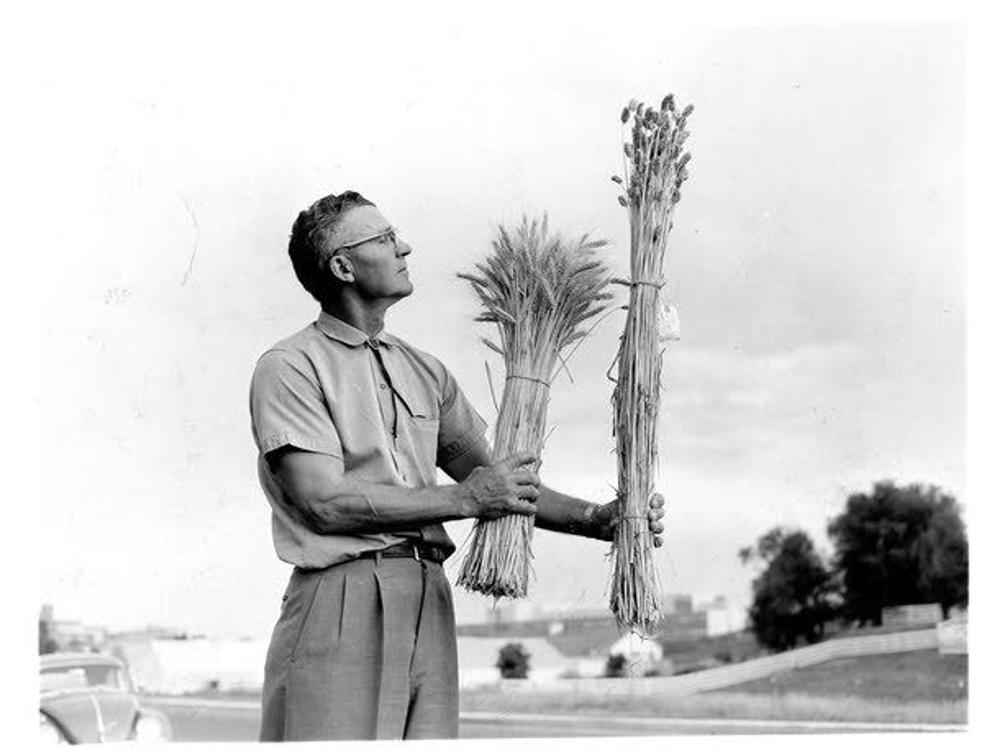 Renowned USDA Agricultural Research Service wheat breeder and geneticist Orville Vogel holding stalks of two wheat varieties in 1961. His research created wheat varieties with increased yields, and he is credited with making possible the “Green Revolution” in world food production. Courtesy of Washington State University Libraries, Archives and Special Collections.