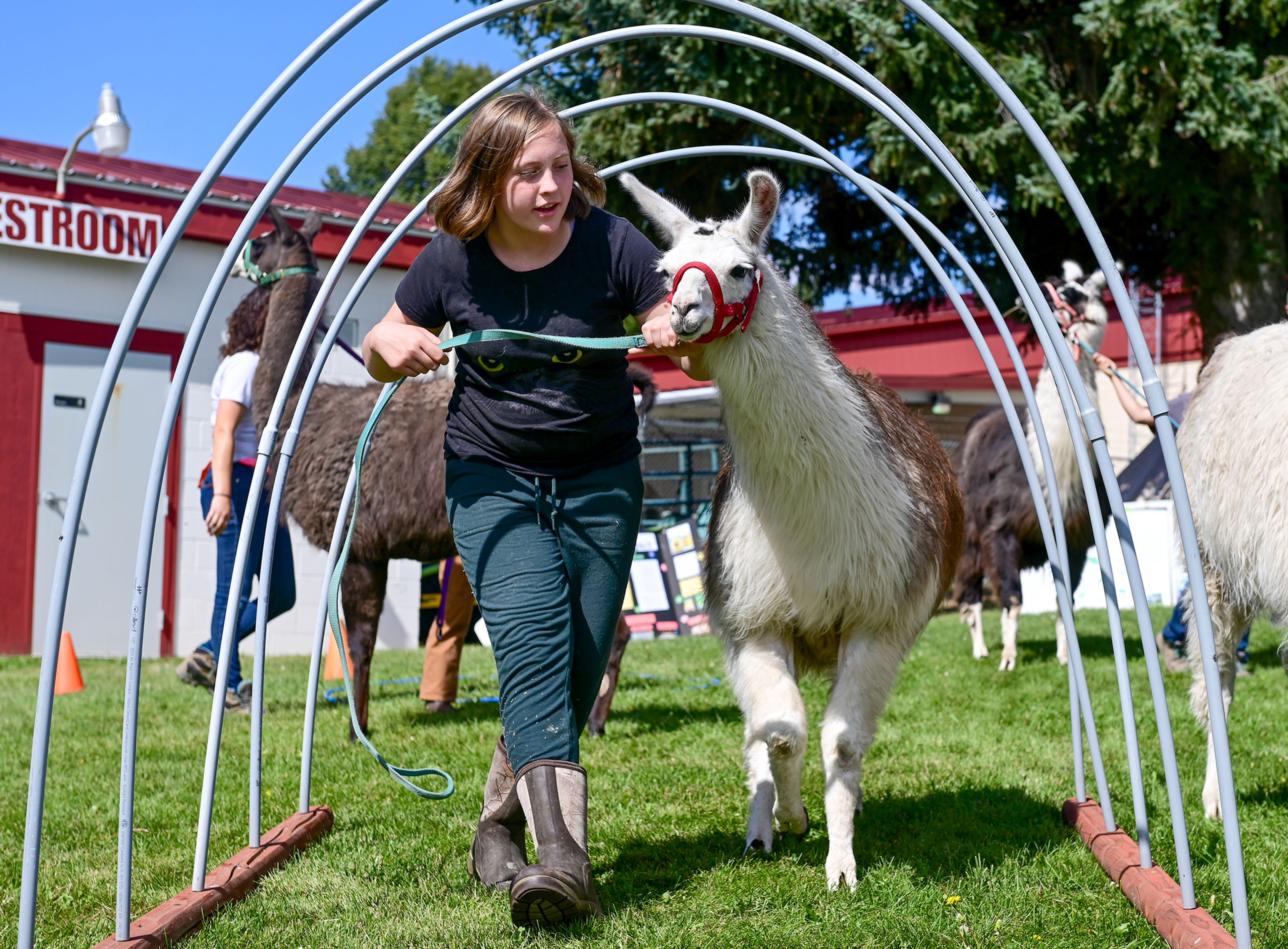 Myrtle Hopper, 12, a member of Mountain View 4-H Club, leads llama Sterling, 1, through an obstacle course demonstration at the Latah County Fair on Friday in Moscow. The demonstration featured llamas from Mountain View and Palouse Pack Llamas 4-H clubs.