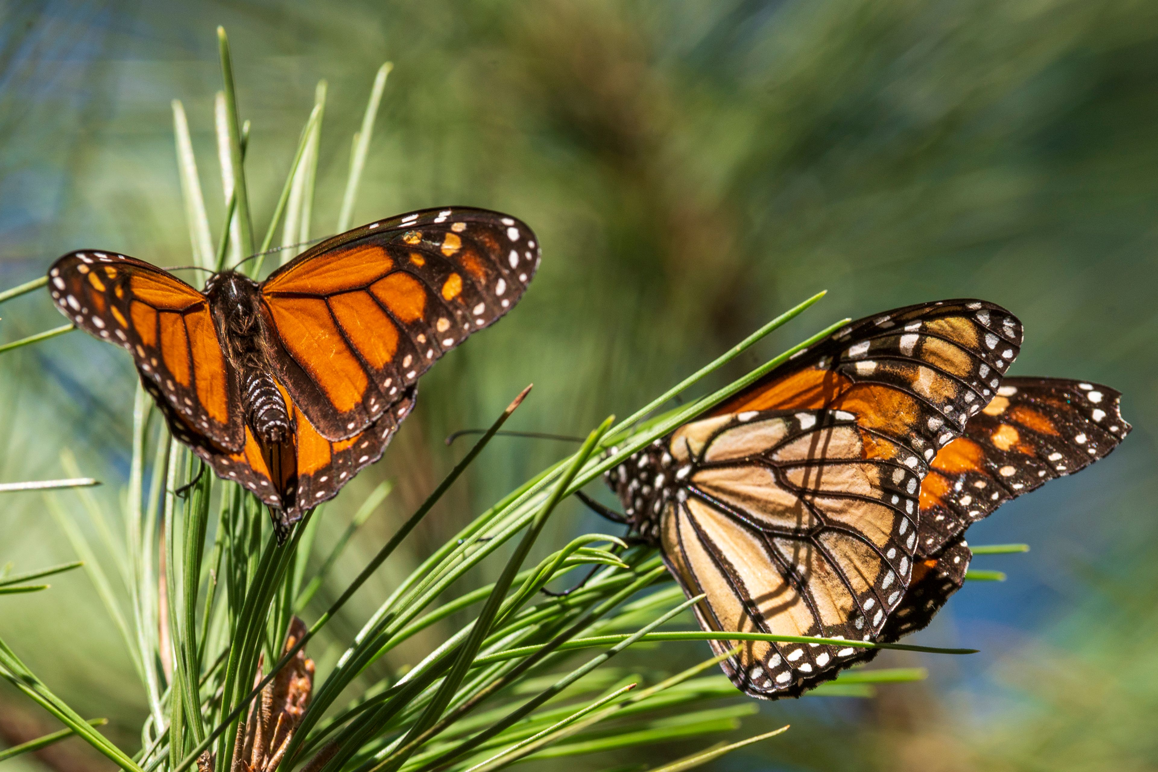 Nic Coury/Associated Press file Monarch butterflies land on branches Nov. 10, 2021, at Monarch Grove Sanctuary in Pacific Grove, Calif.