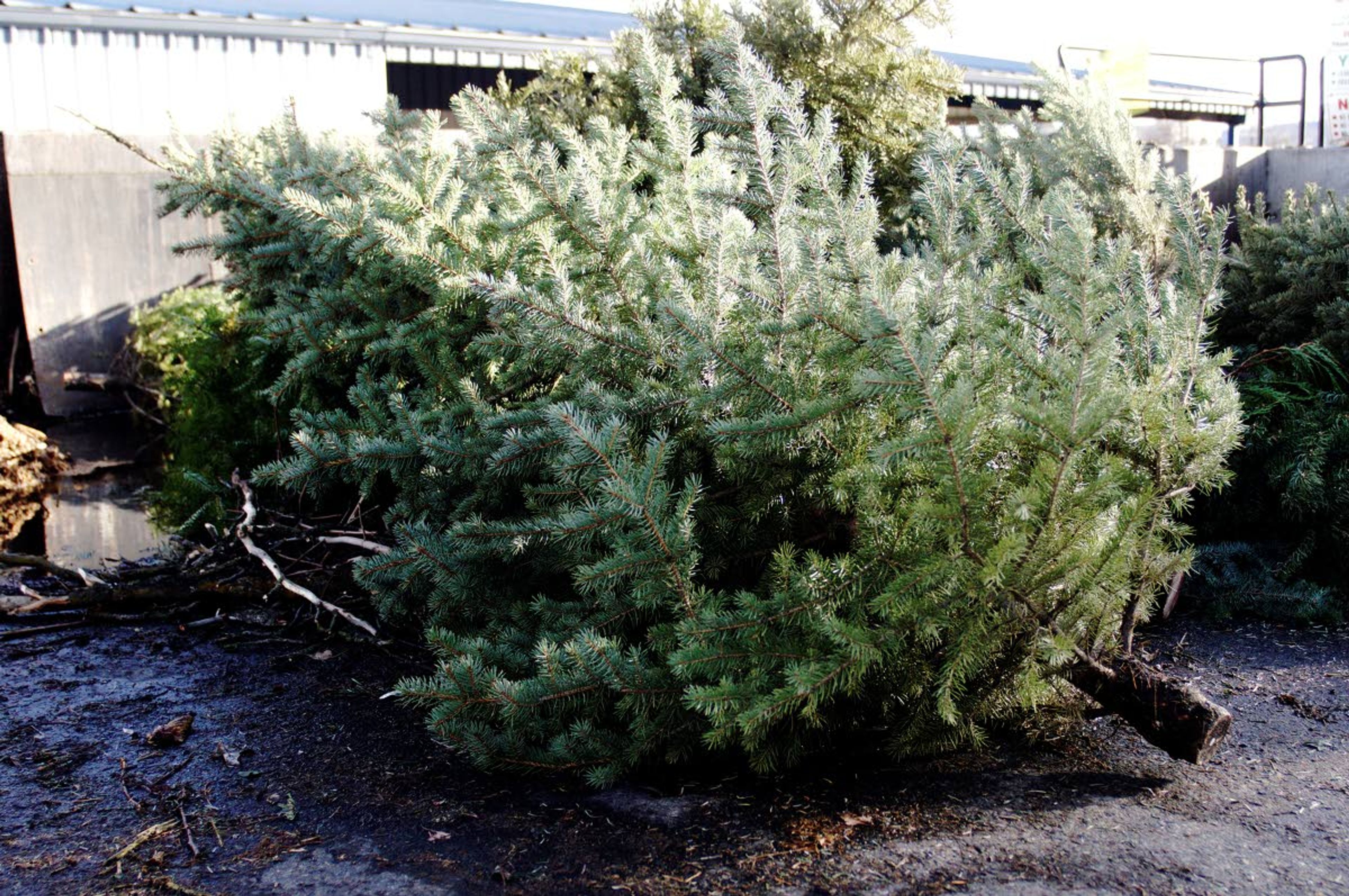 Discarded Christmas trees at the Moscow Recycling Center on New Years Day.