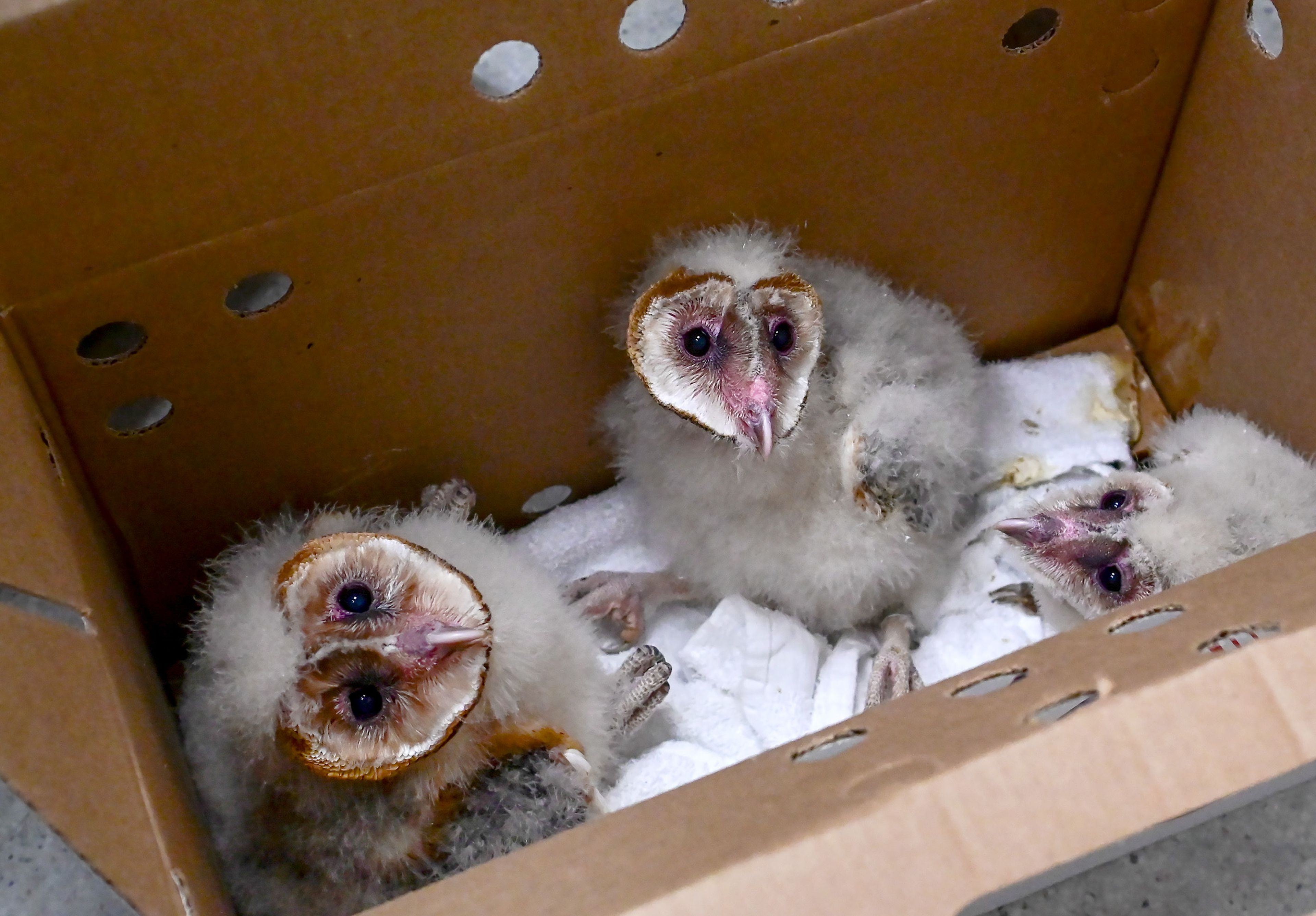 Three orphaned barn owls look up from a cardboard container being used to transfer the owls from the Washington State University Veterinary Teaching Hospital to a nest box at the WSU Horticulture Center on Wednesday in Pullman.