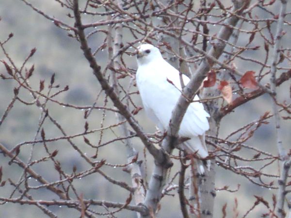 Birder spots rare, white red-tailed hawk