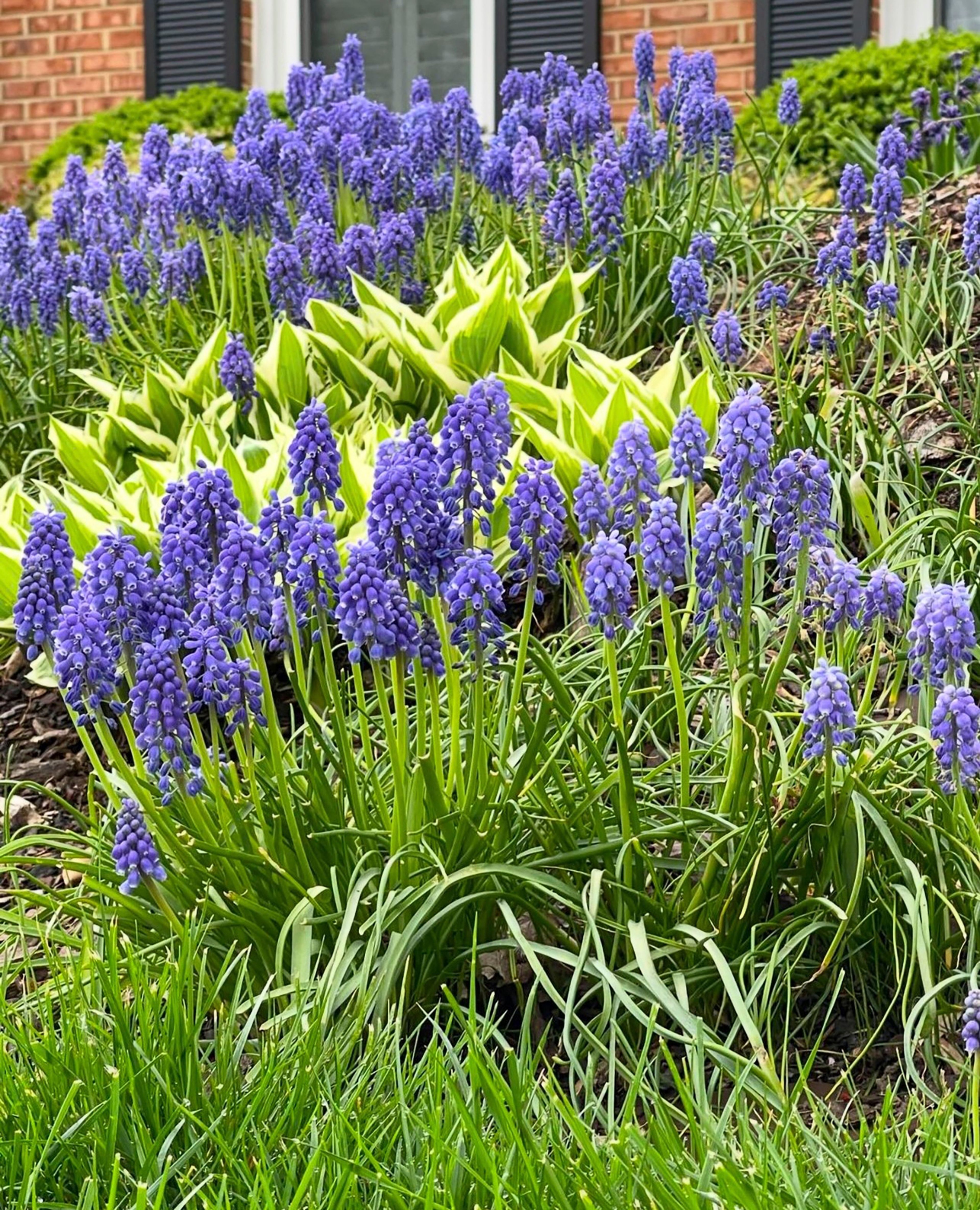 This image shows grape hyacinths weaving around hostas in a garden in Fairfax County, Va., on April 9, 2024. (Emmanuel Touhey via AP)