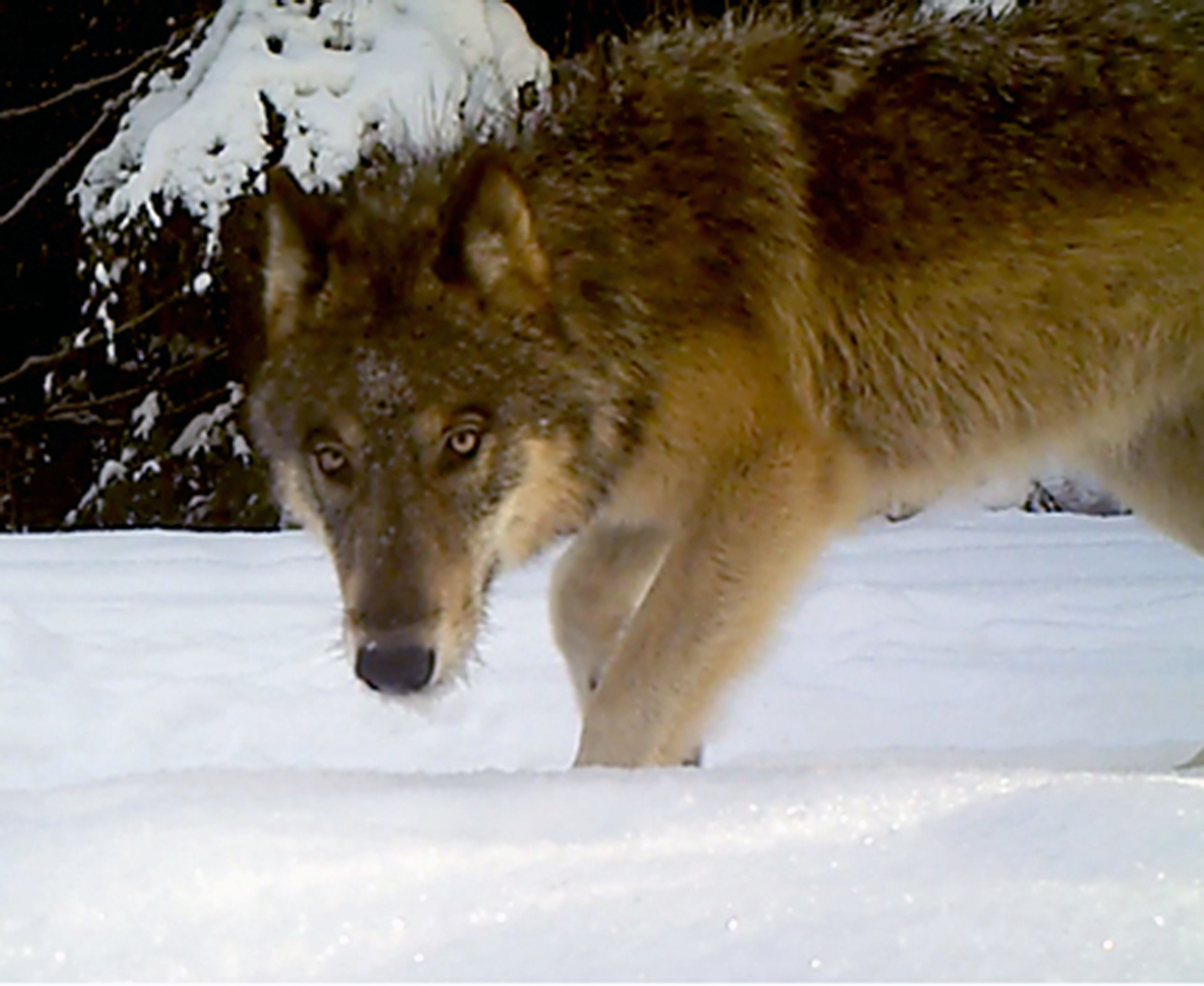 Washington Department of Fish &amp; WildlifeIn this photo taken in 2018, a gray wolf hunts for food near Chewelah, Wash. The endangered animal is at the heart of a lawsuit recently filed against the state by an environmental group.