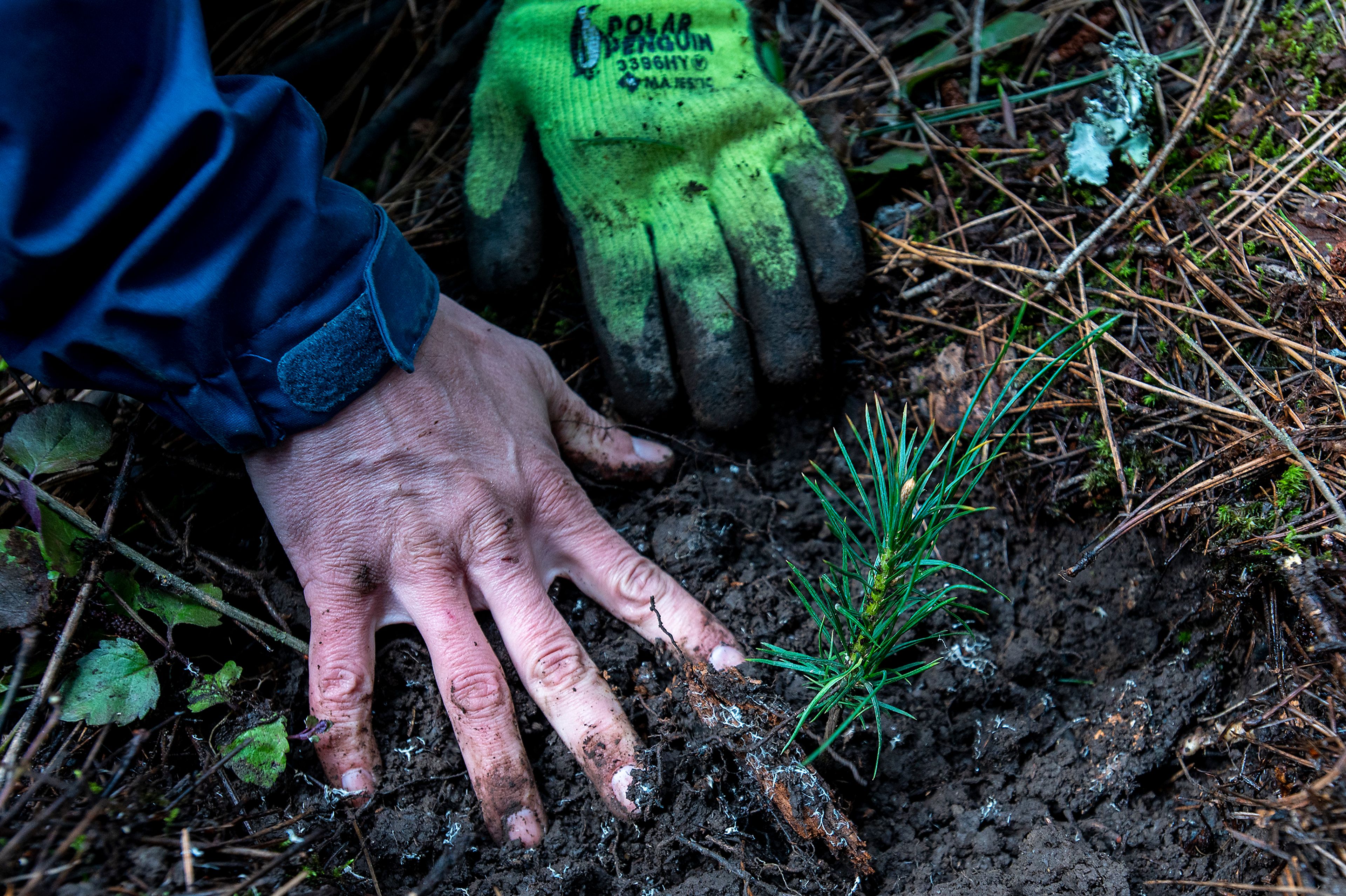 Marcel Robicheaux, an AmeriCorps member serving with Palouse Land Trust, plants a white pine seedling Tuesday along the Cedar Trail at Idlers Rest Nature Preserve in Moscow.