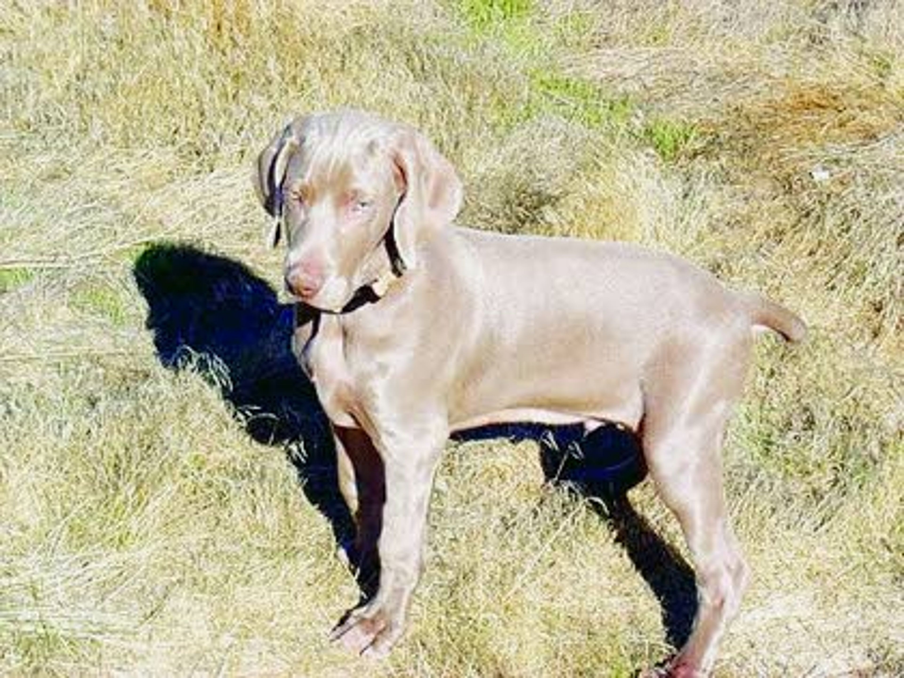 Conditioning helps hunting dogs