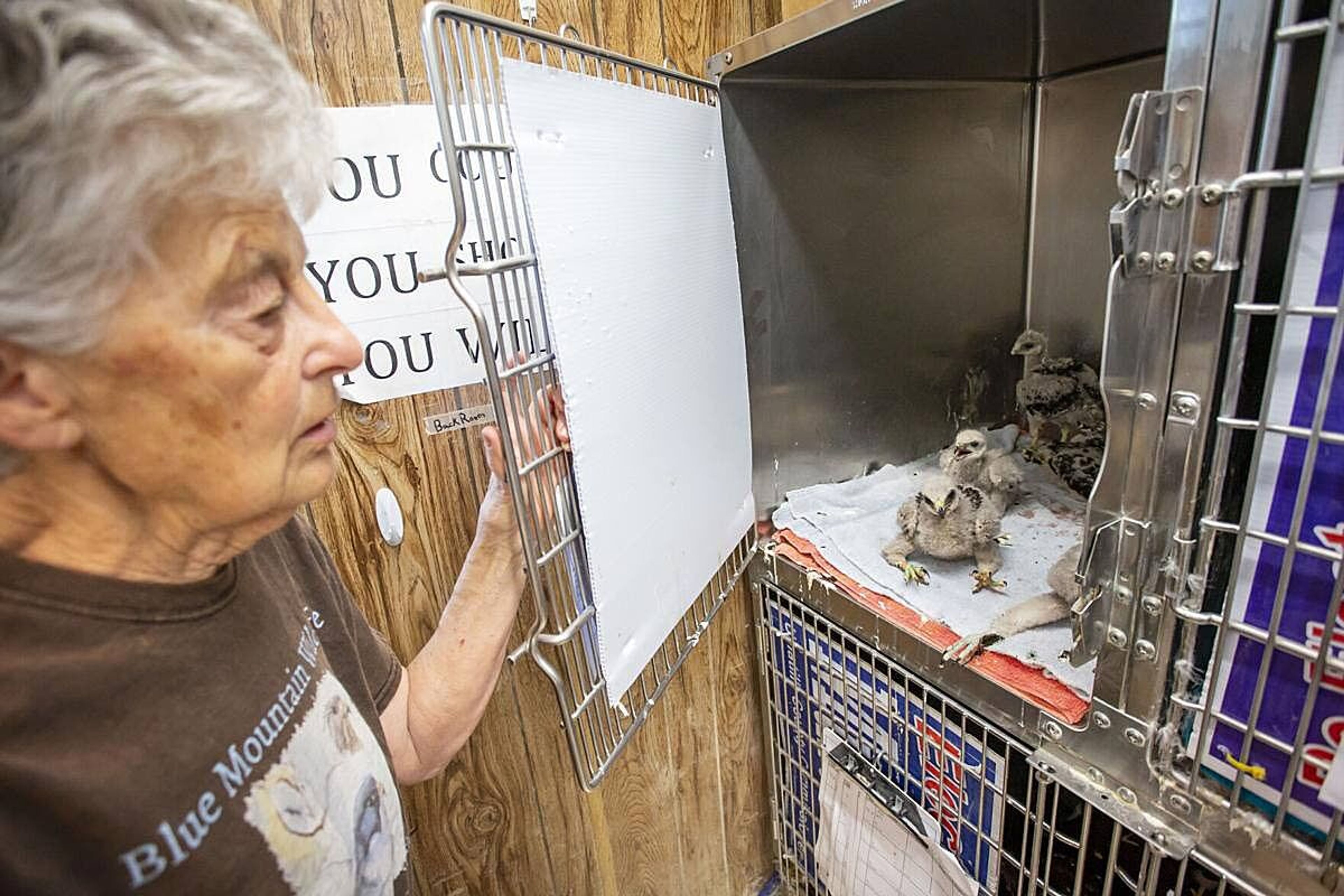 Blue Mountain Wildlife Director Lynn Tompkins checks on a group of baby Swainson’s hawks Tuesday at the rehabilitation center just outside Pendleton. The hawks were among those the center received during last week’s heat wave.