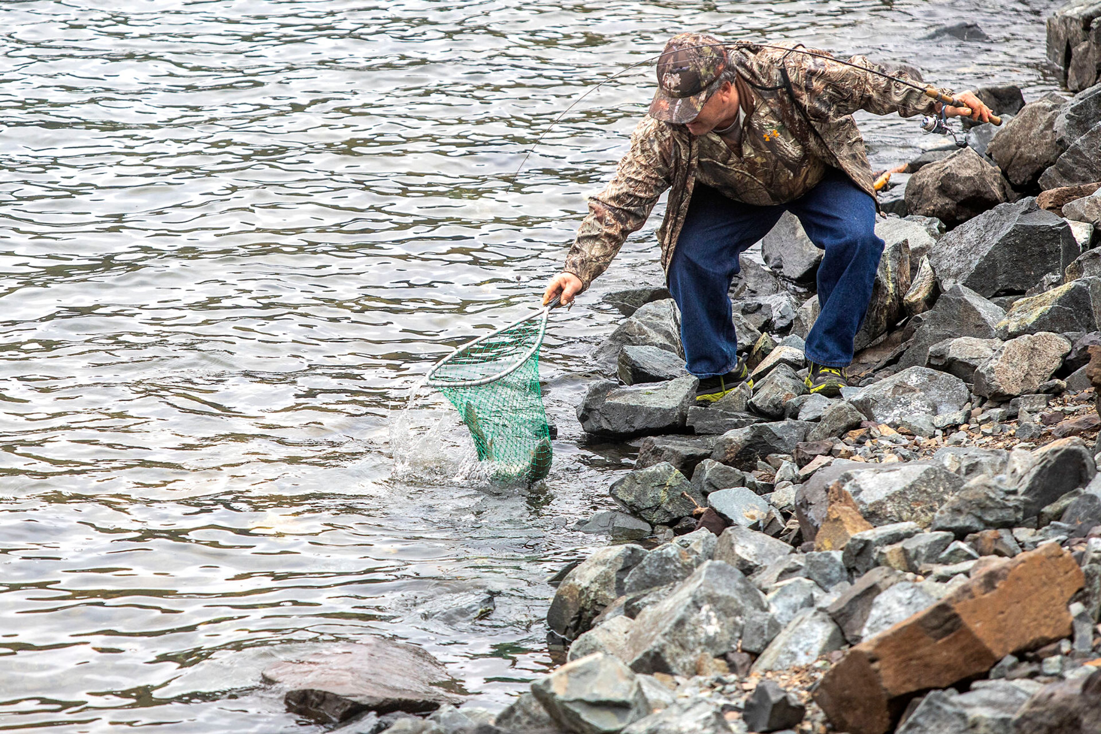 Joe Jaquith, of Newberg, Ore, scoops up a rainbow trout as his fishes at Wallowa Lake outside Joseph, Ore., earlier this spring.