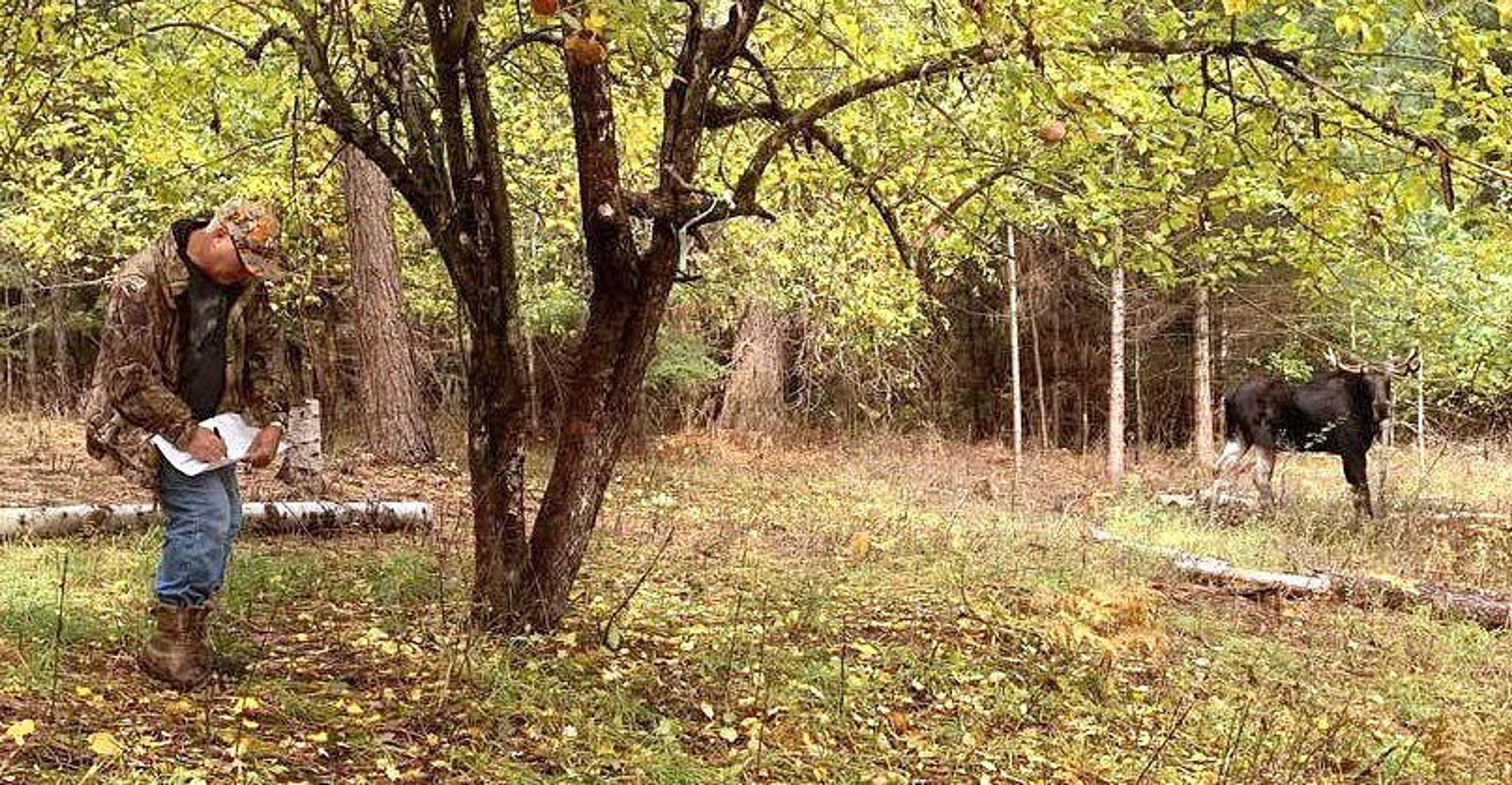 Dave Benscoter, founder of The Lost Apple Project, collects apples and records GPS coordinates with a moose nearby.