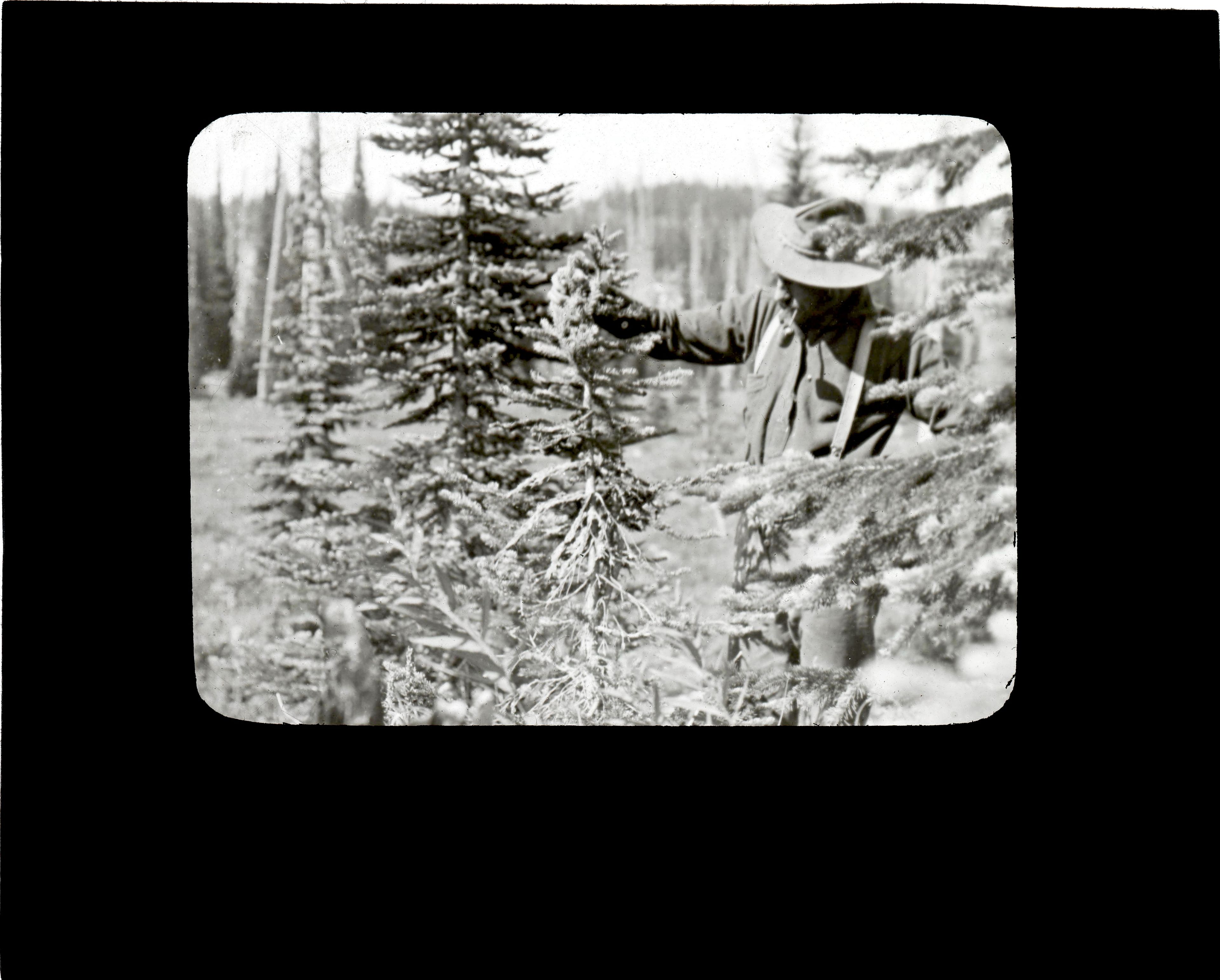 A glass slide from Shattuck’s teaching collection labeled “Herpotrichia Nigra On Spruce. 62 Camp Idaho.” Taken around 1904.