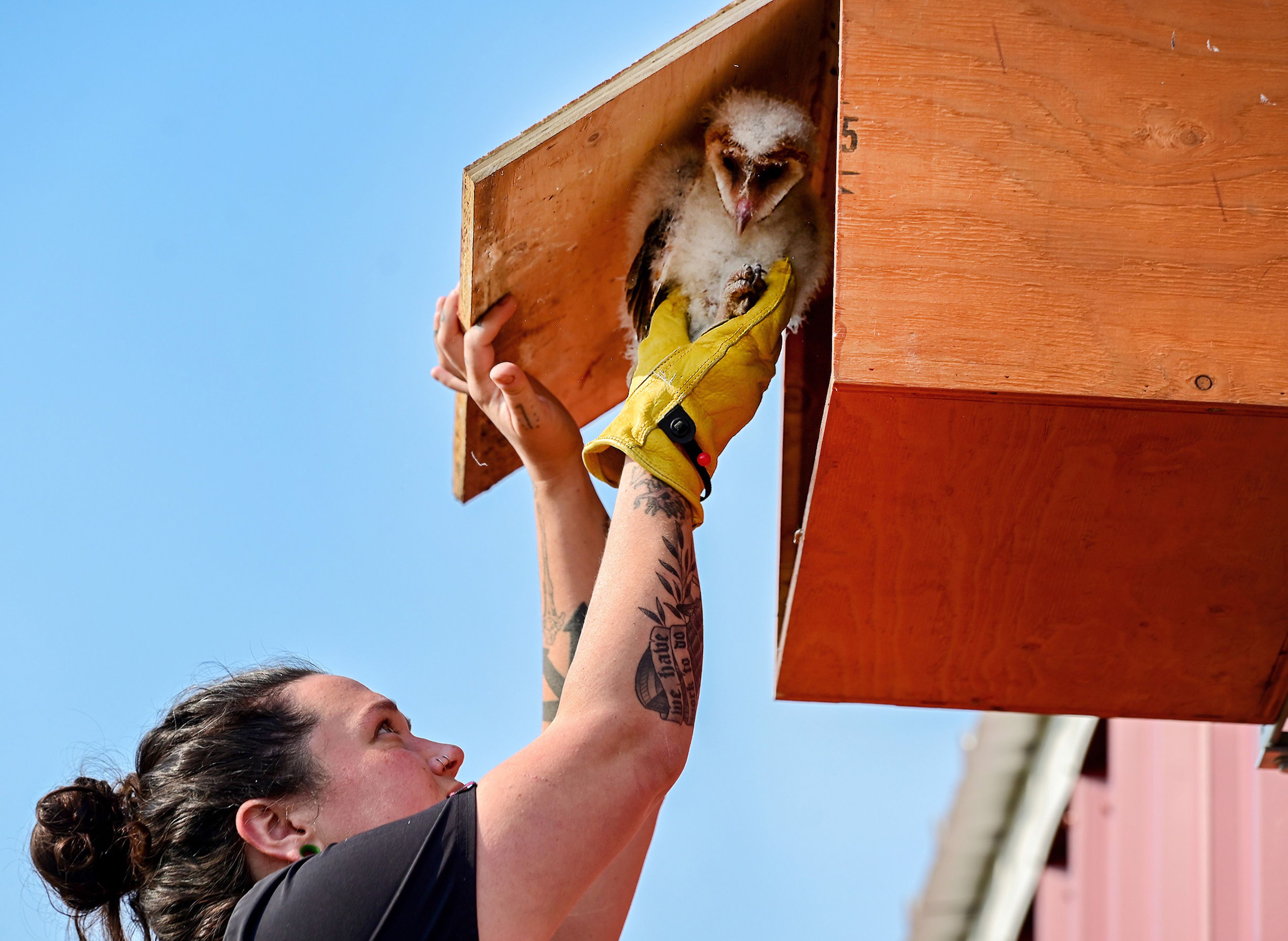 An orphaned barn owl on Wednesday is placed in a nest box at the WSU Horticulture Center by Alex McGregor, a second-year Washington State University vet student and technical assistant at the Veterinary Teaching Hospital. Three owls were placed in the box, and are expected to stay there and be fed for a few weeks before dispersing.