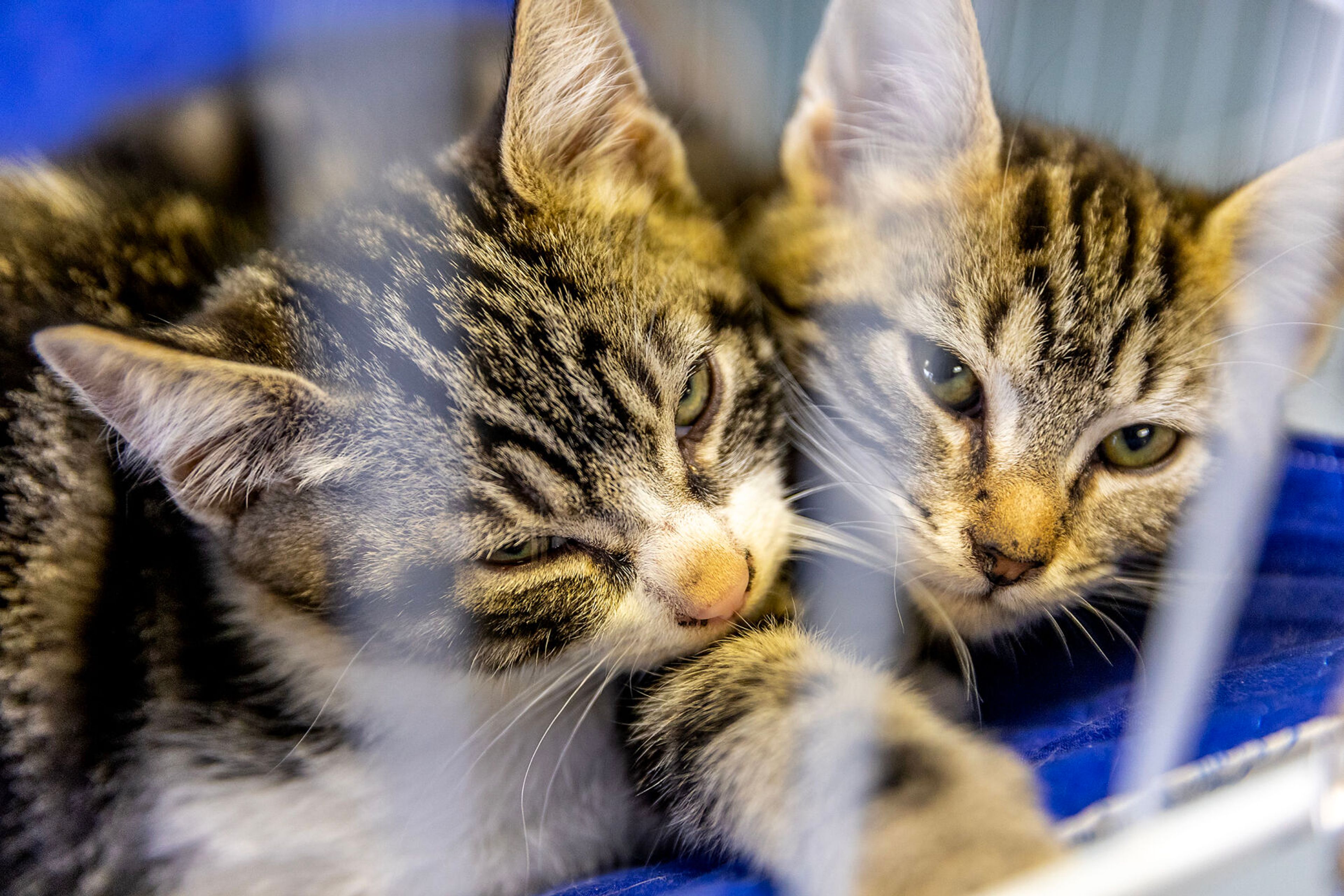 Two cats sit snuggled together at the Helping Hands Adoption Event Saturday, August 30, in Lewiston.