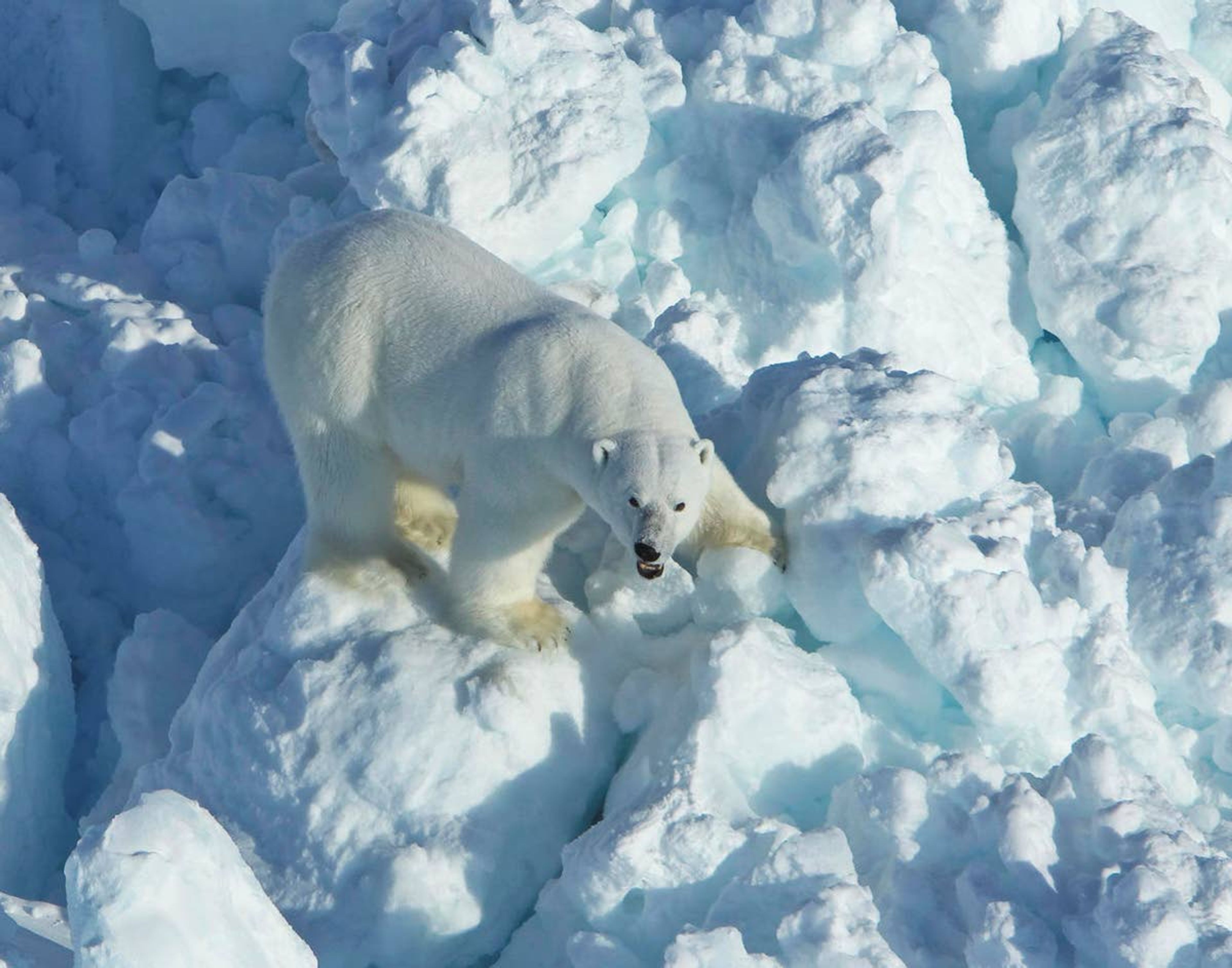 U.S. Geological Survey/Associated PressA polar bear walks across rubble ice April 8, 2011, in the Alaska portion of the southern Beaufort Sea.