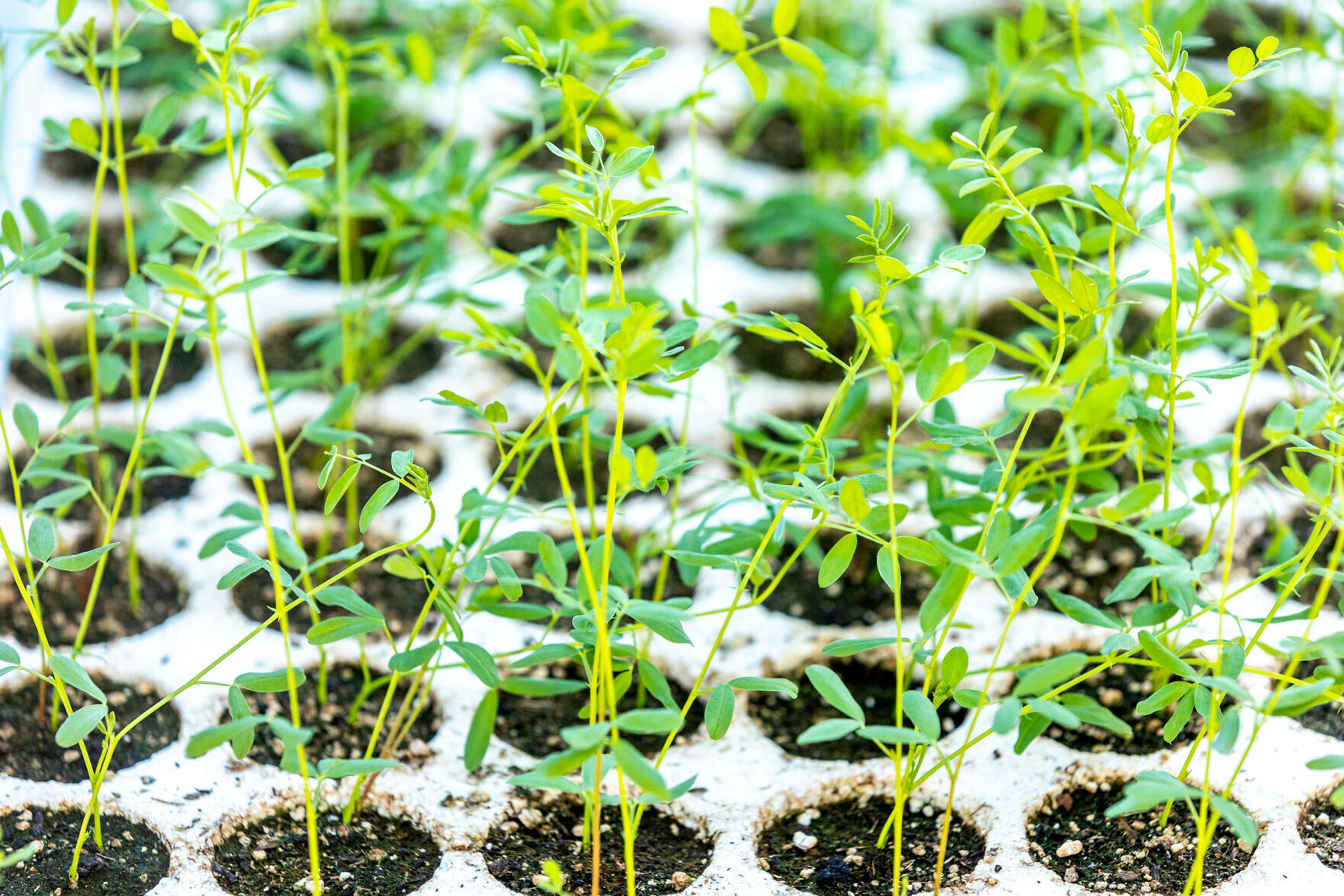 Lentil plants grow Saturday at Lentil fest in Reaney Park in Pullman.