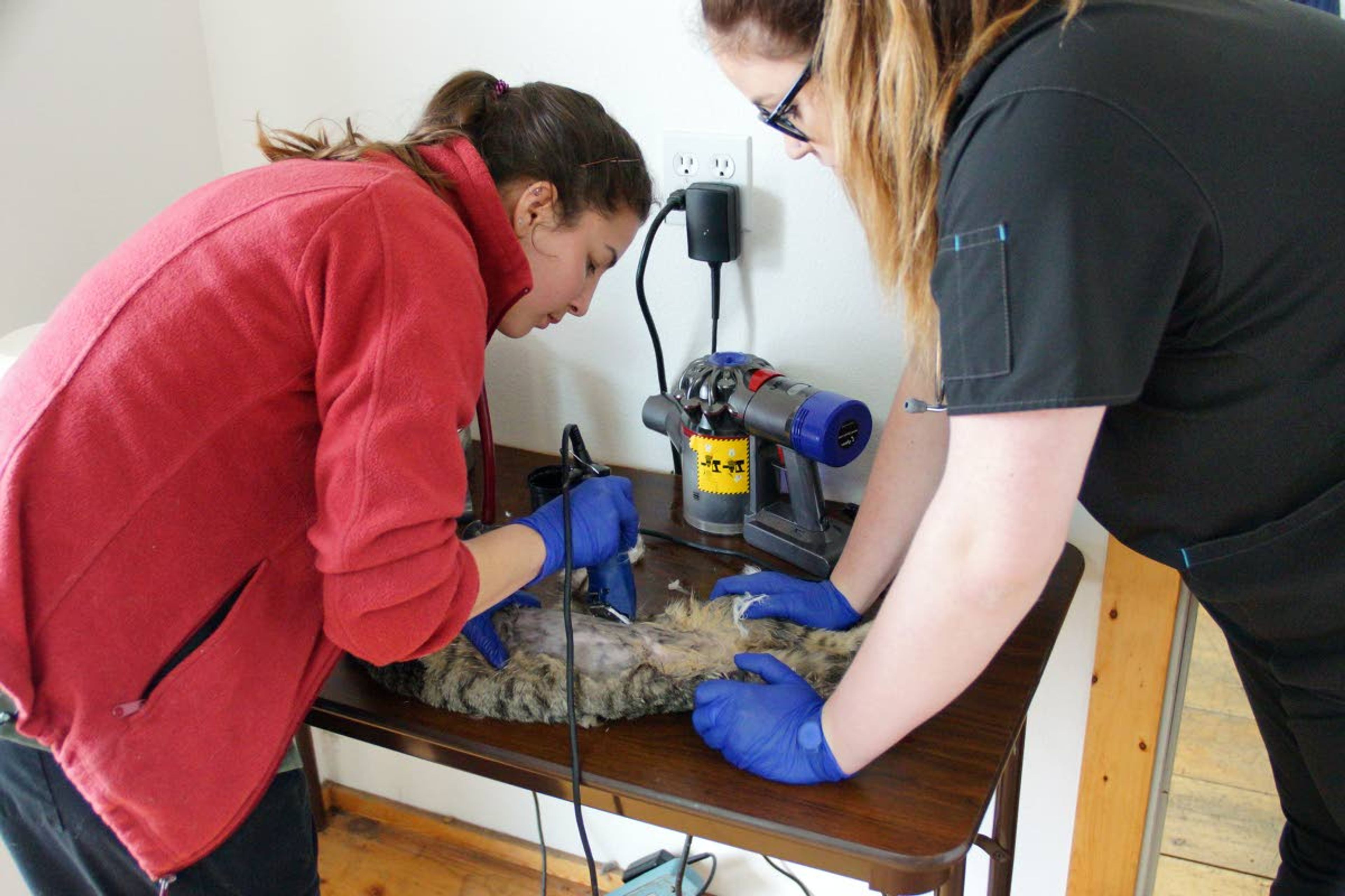 Kristin Wreggelsworth, left and Janel Schietzelt shave a female cat's belly so it can be spayed during a feral cat spay and neuter clinic Sunday.