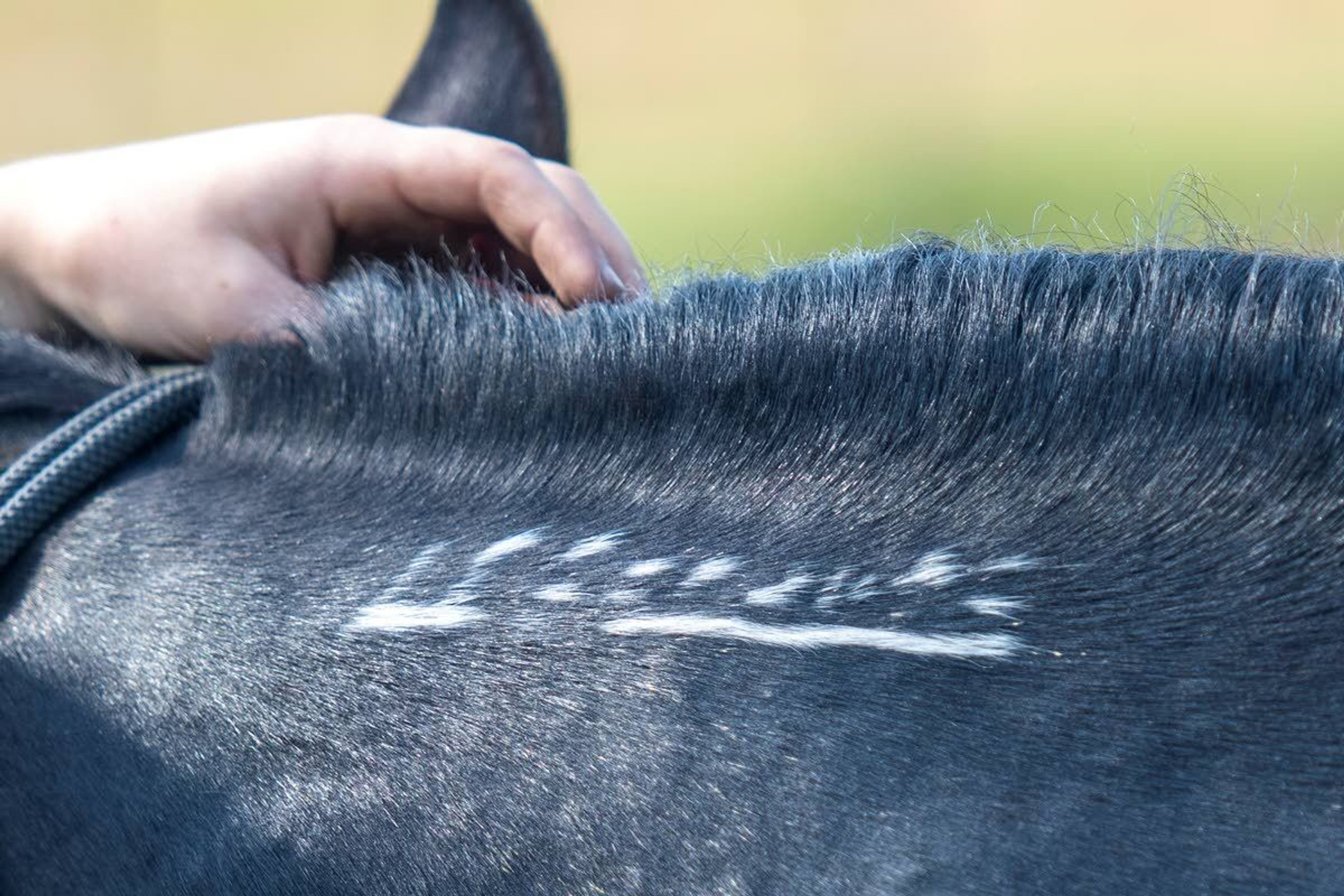 Hylton runs her hand through Lyra’s hair just above her freeze branding. Wild mustangs are given the freeze mark, a white brand on their neck, for identification when they are rounded up from Bureau of Land Management land.