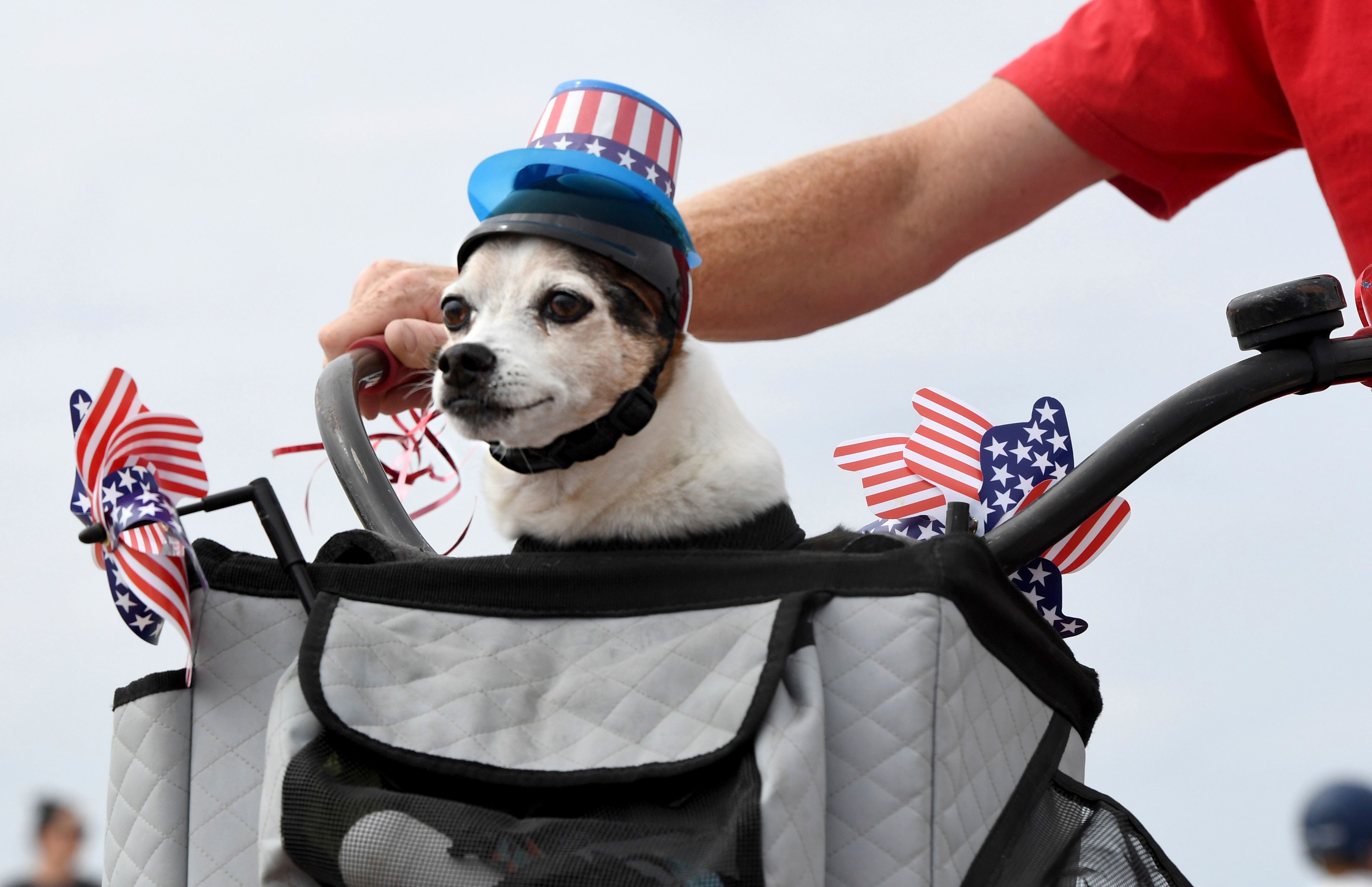 Patriotic canines joined Justin Rudd's Great American 4th of July Kids Bike Parade in Long Beach, Calif., on Monday, July 4, 2022. (Brittany Murray/The Orange County Register via AP)