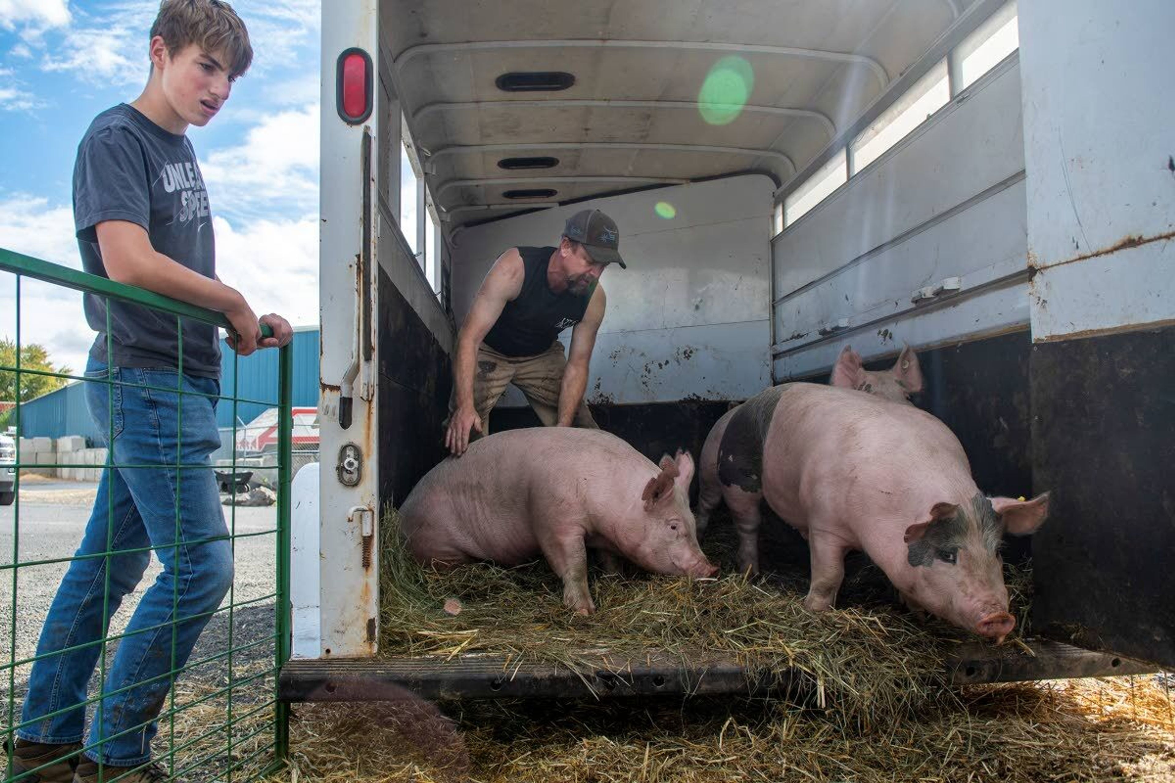 Vince Crowley, 14, of Genesee, holds the gate to ensure that no pigs get loose as Shane Minden, of Princeton, herds them toward the scale to be weighed in preparation for the Latah County Fair on Wednesday afternoon at the Latah County Fairgrounds.