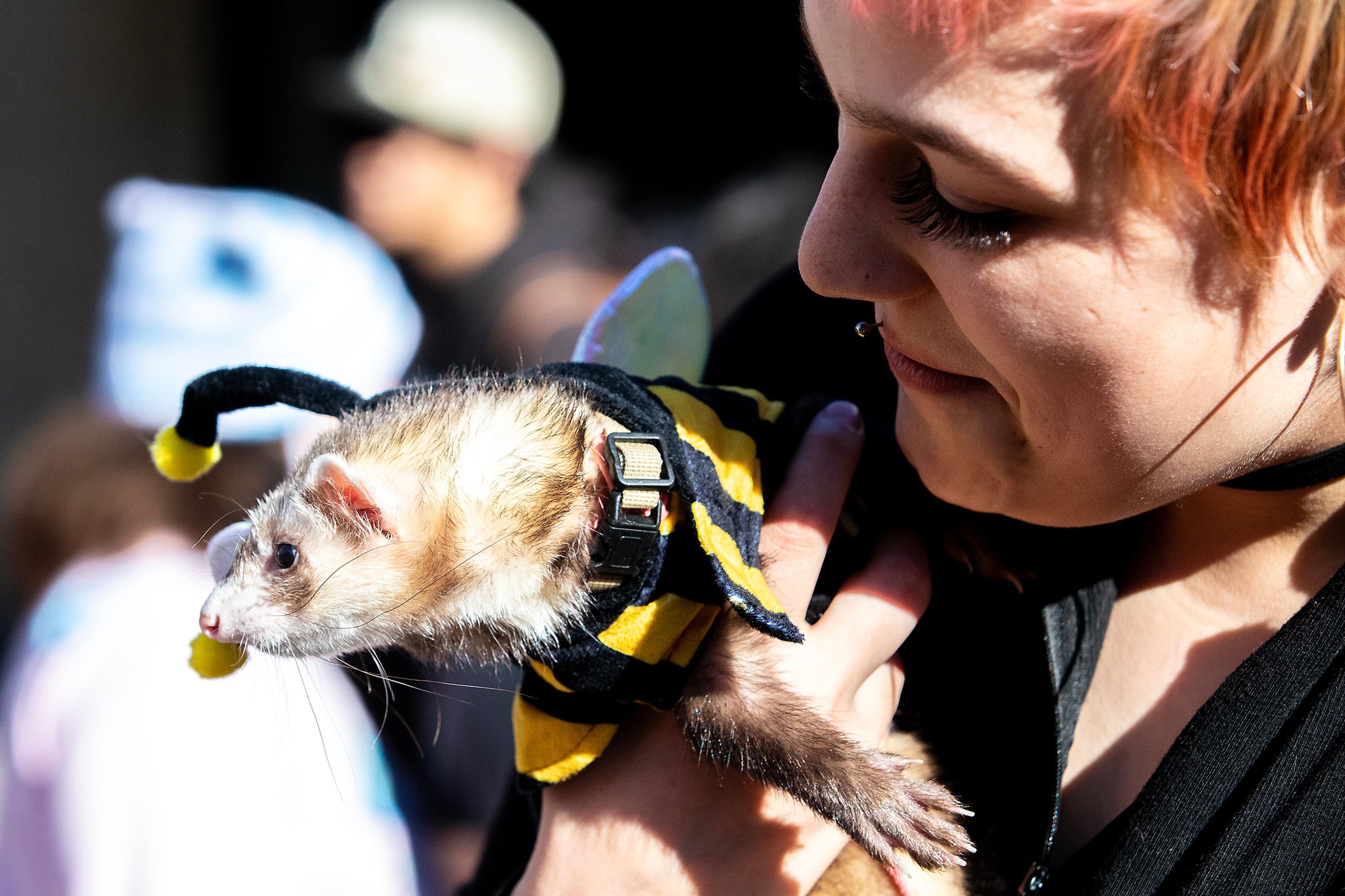 Allydia Wooster holds her ferret Fern, dressed as a bee Saturday at Pumpkin Palooza in downtown Lewiston.,