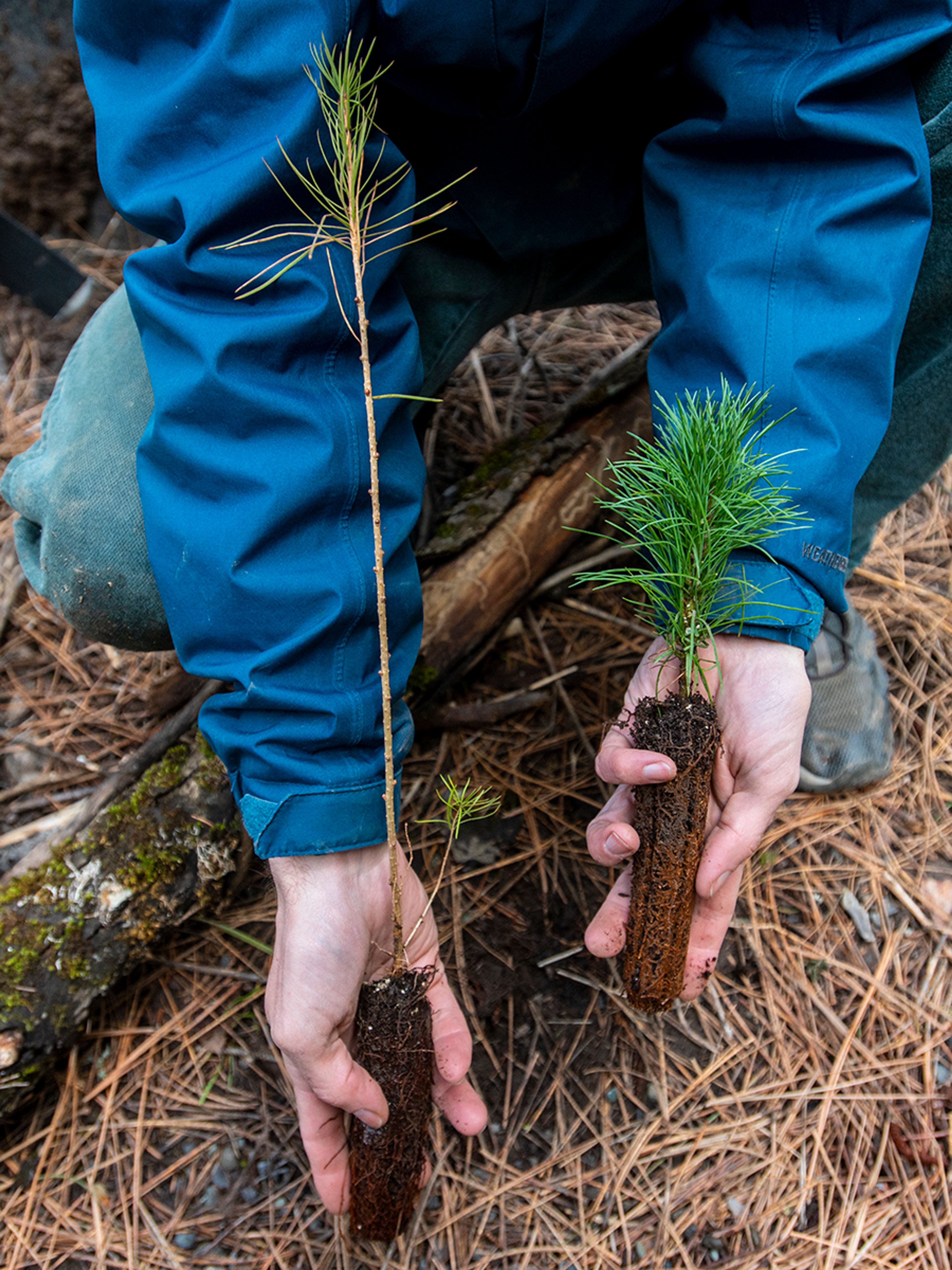 Marcel Robicheaux holds a larch seedling, left, and white pine seedling while explaining the main differences between the two coniferous trees.