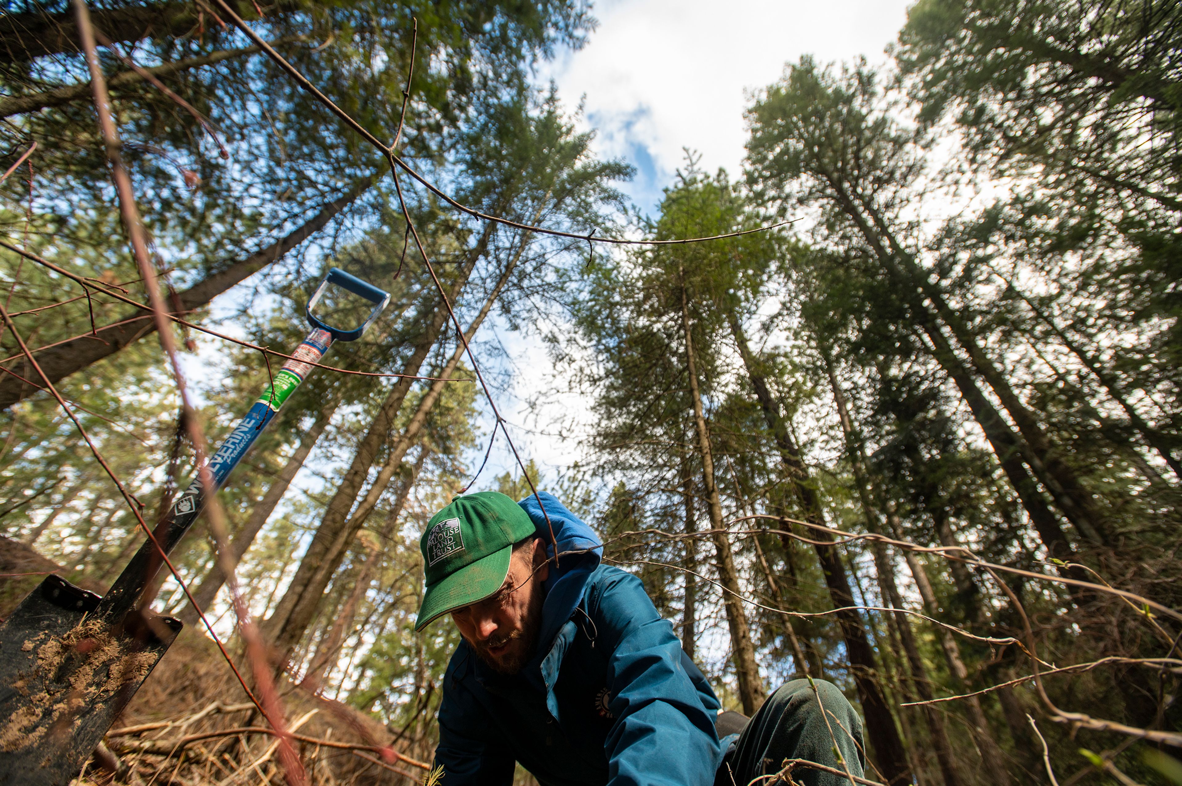 Marcel Robicheaux plants larch and white pine seedlings Tuesday in an area that has seen significant loss of the tree canopy at Idlers Rest Nature Preserve in Moscow.