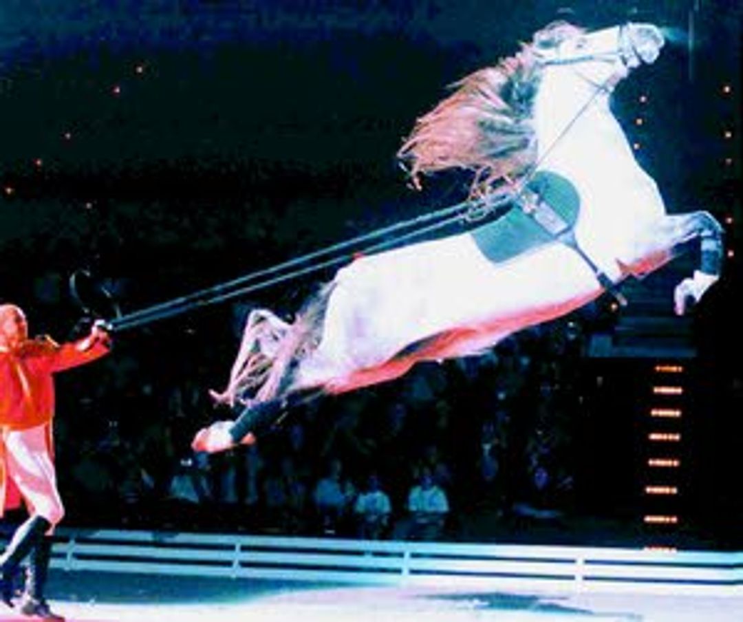 Prancing around Lipizzaner Stallion show comes to Beasley