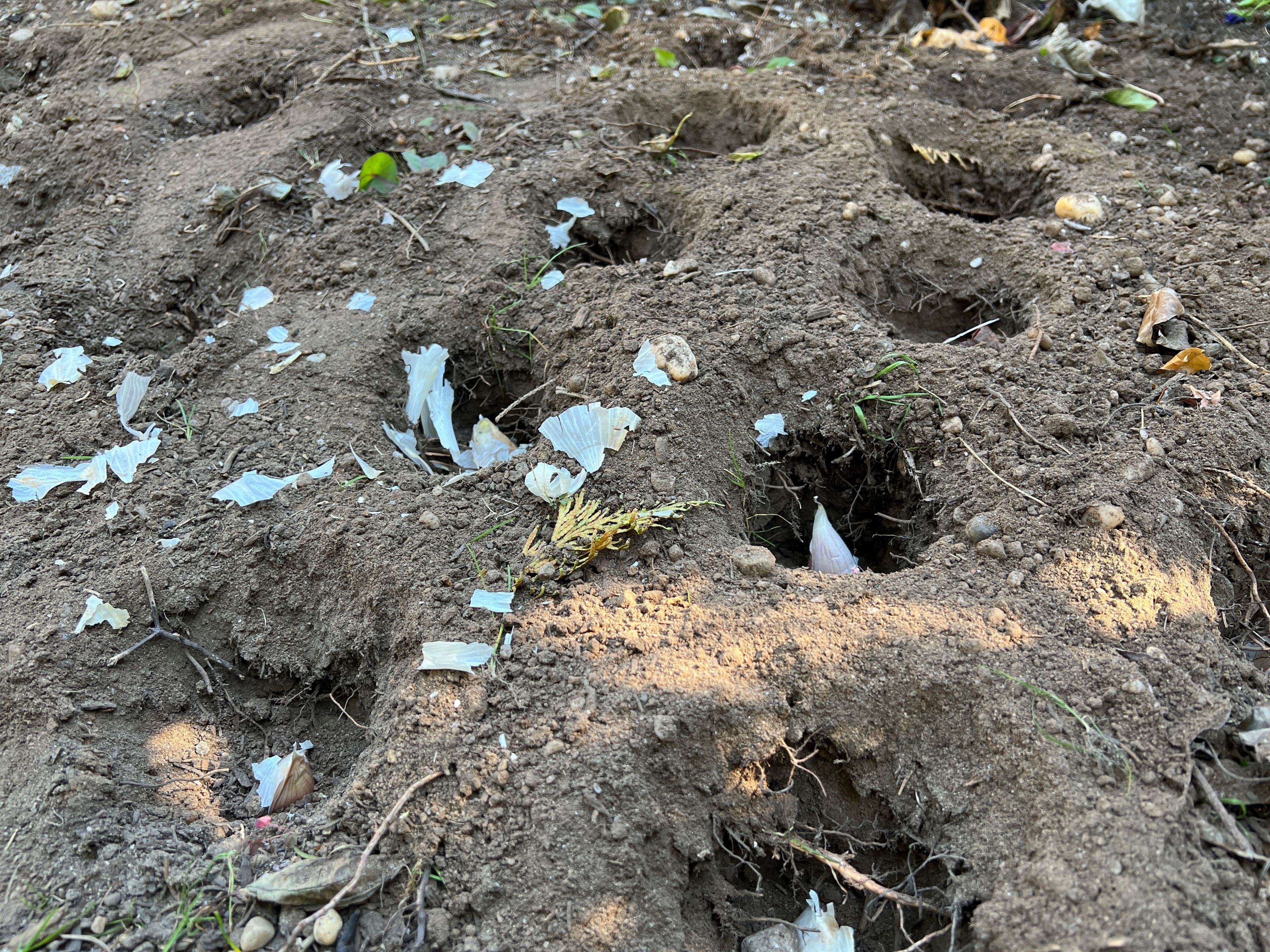 This Oct. 19, 2024, image provided by Jessica Damiano shows garlic bulbs in planting holes in a Long Island, N.Y., garden. (Jessica Damiano via AP)