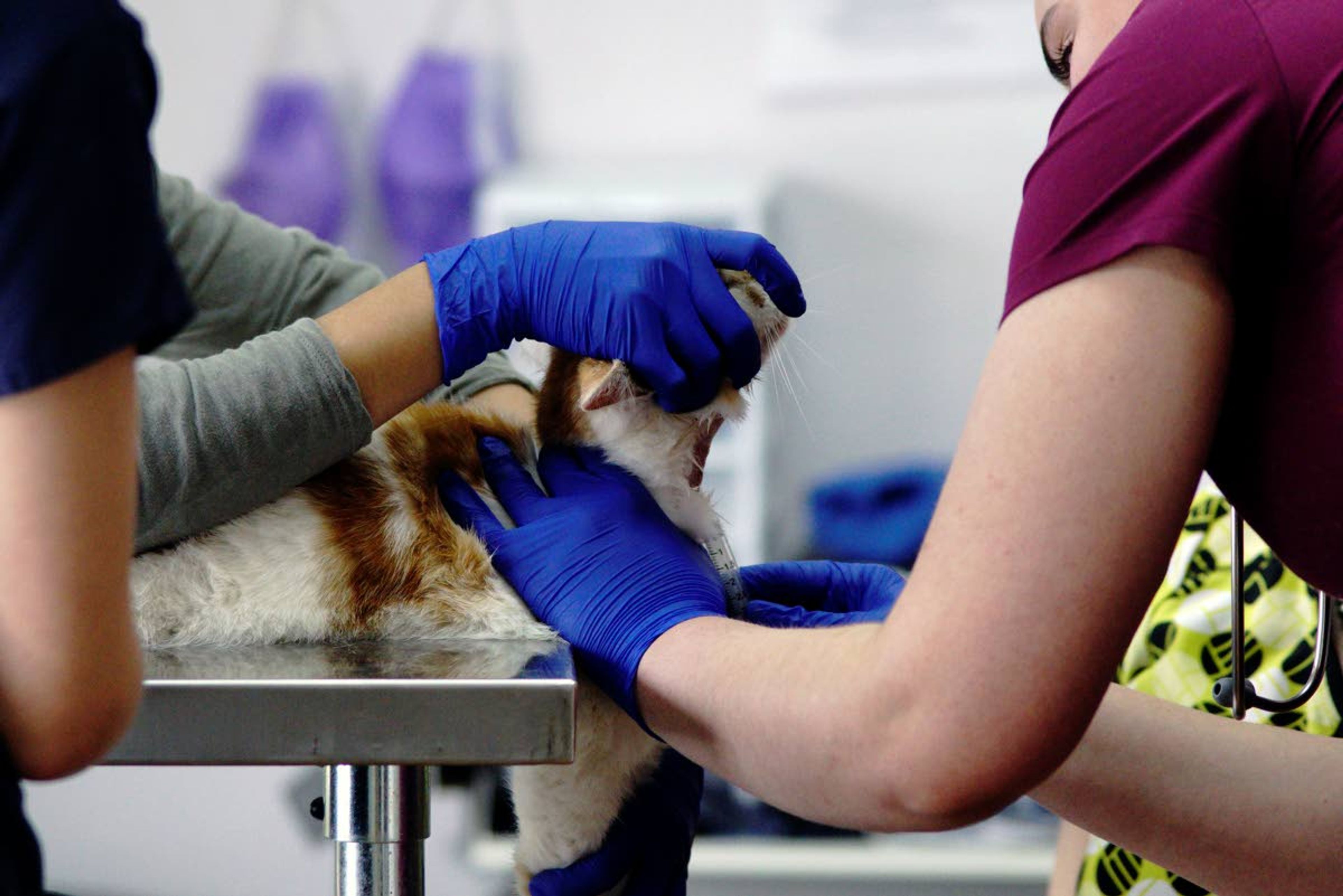 A feral cat has a cyst on its neck drained during a spay and neuter clinic at Affordable Veterinary Care on Sunday in Moscow.