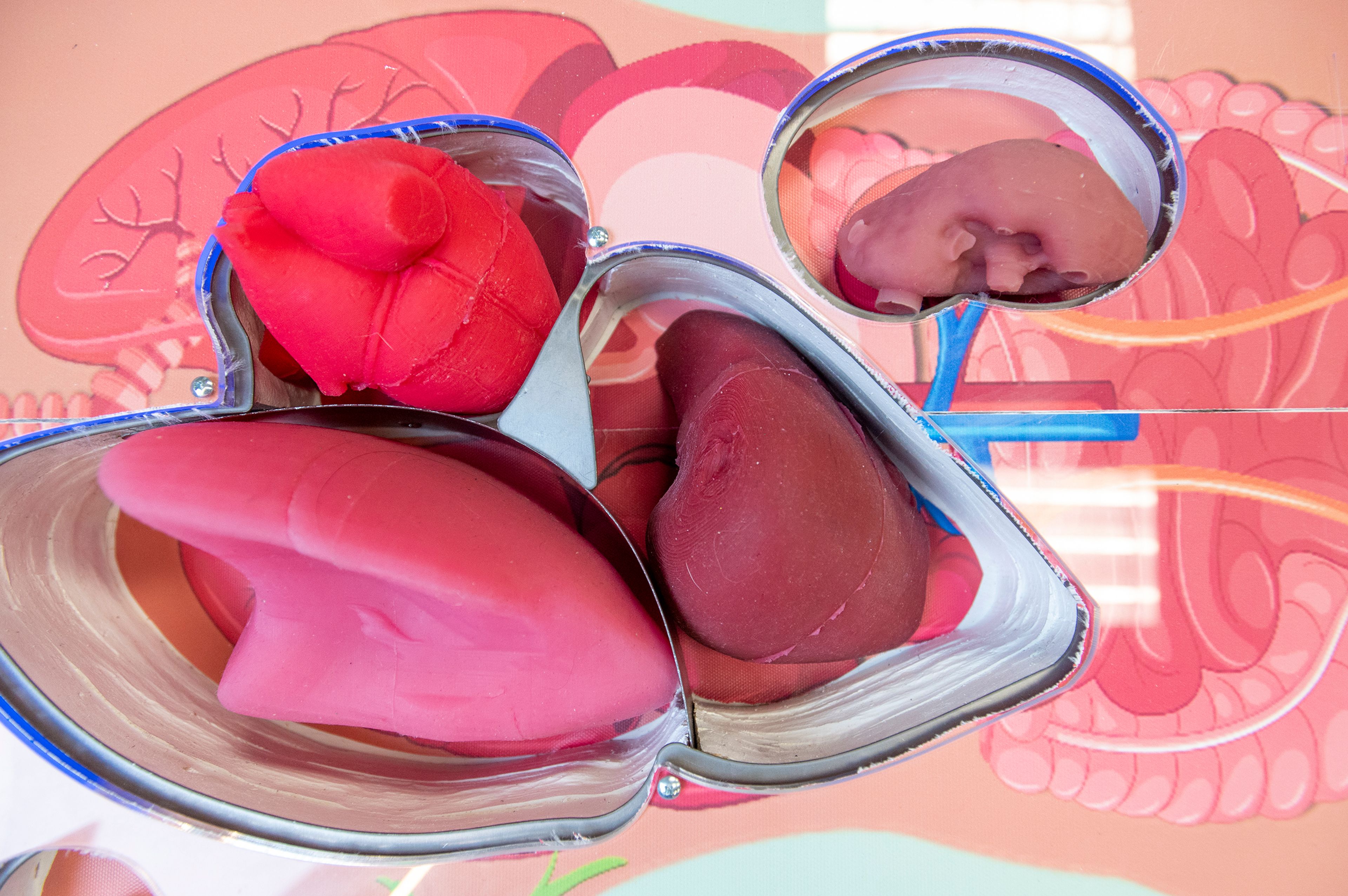 Organs are displayed in a life-size version of the game Operation in the “Everybody Healthy” exhibit at the Palouse Discovery Science Center in Pullman on Thursday.