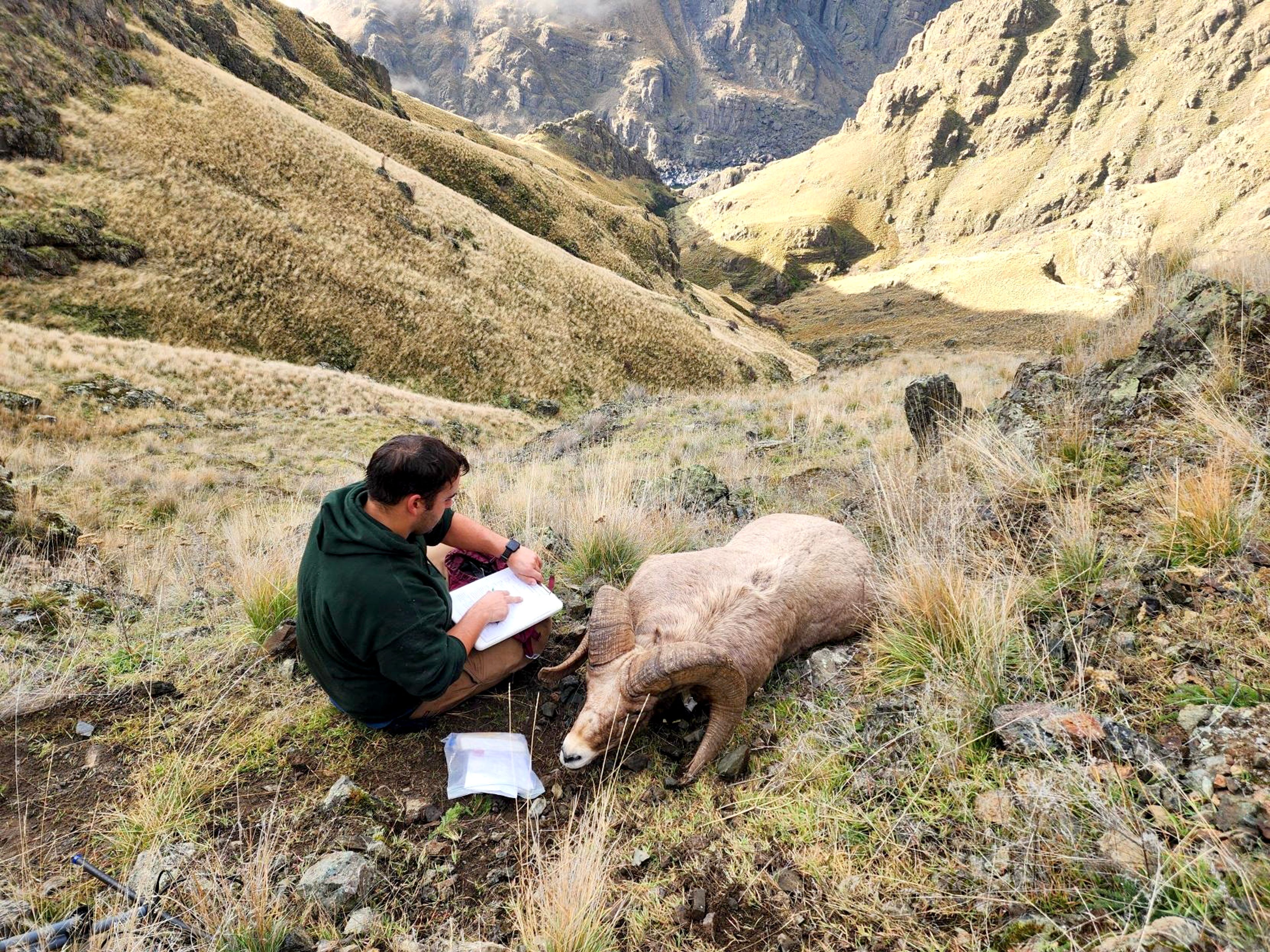 Idaho Fish and Game wildlife technician Ian Scott takes dead from a bighorn sheep ramp that died from pneumonia in Hells Canyon.