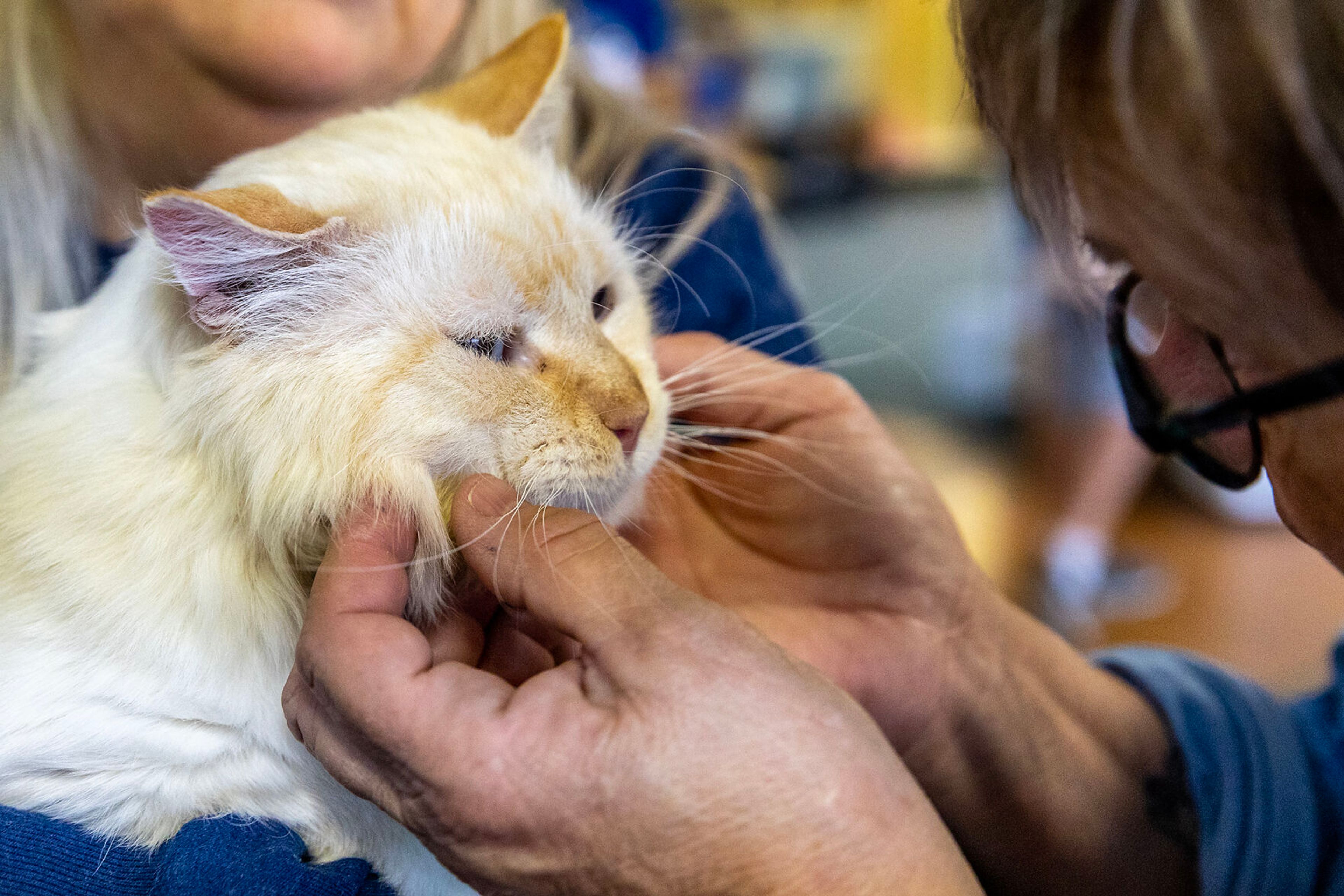 Fletcher from Fleshman receives some love at the Helping Hands Adoption Event Saturday, August 30, in Lewiston. Fletcher was found run over by a car on Fleshman way with a broken pelvis and has since recovered.