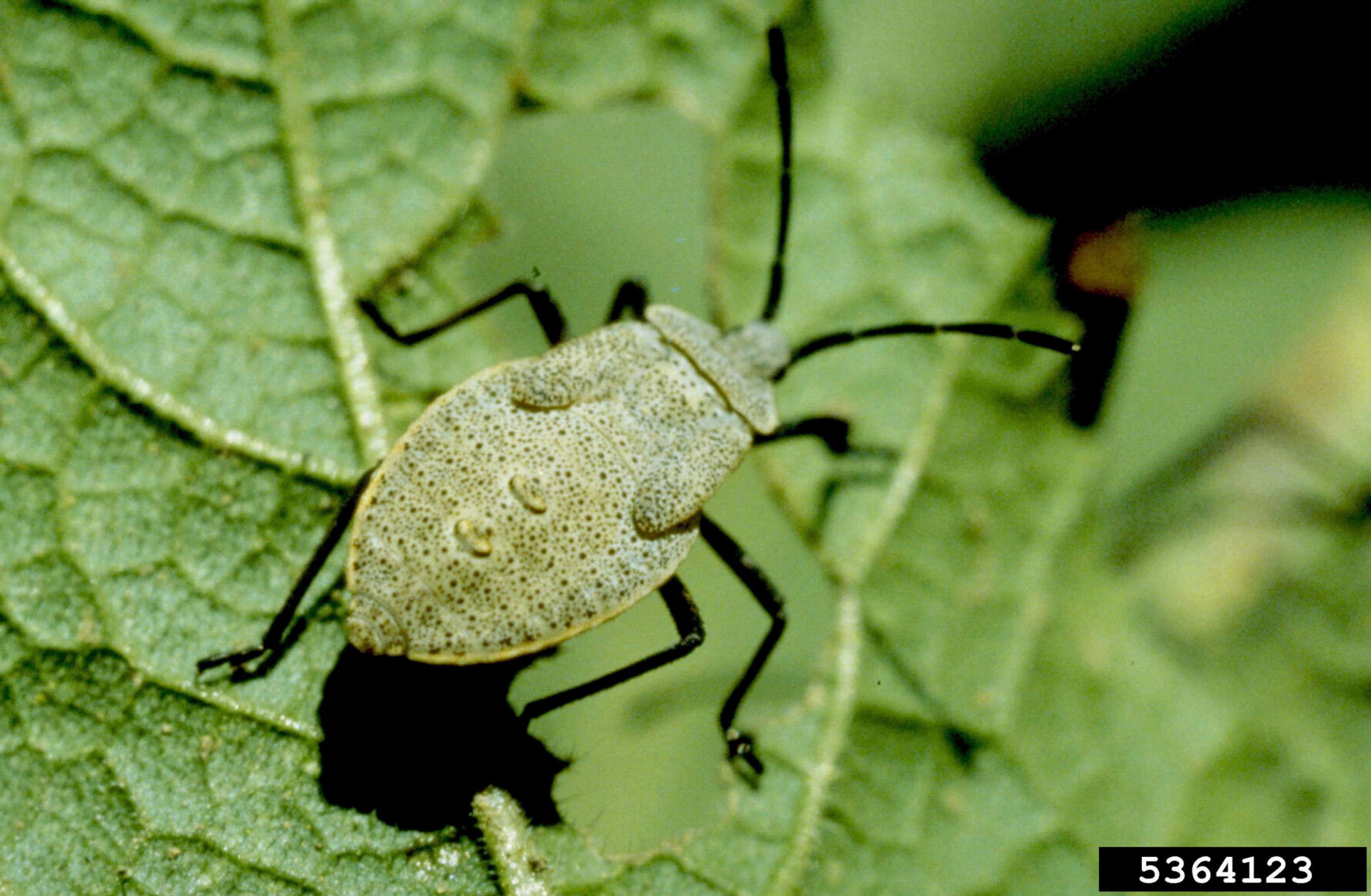 This undated image provided by Bugwood.org shows a squash bug nymph in Colorado. (Whitney Cranshaw/Colorado State University/Bugwood.org via AP)