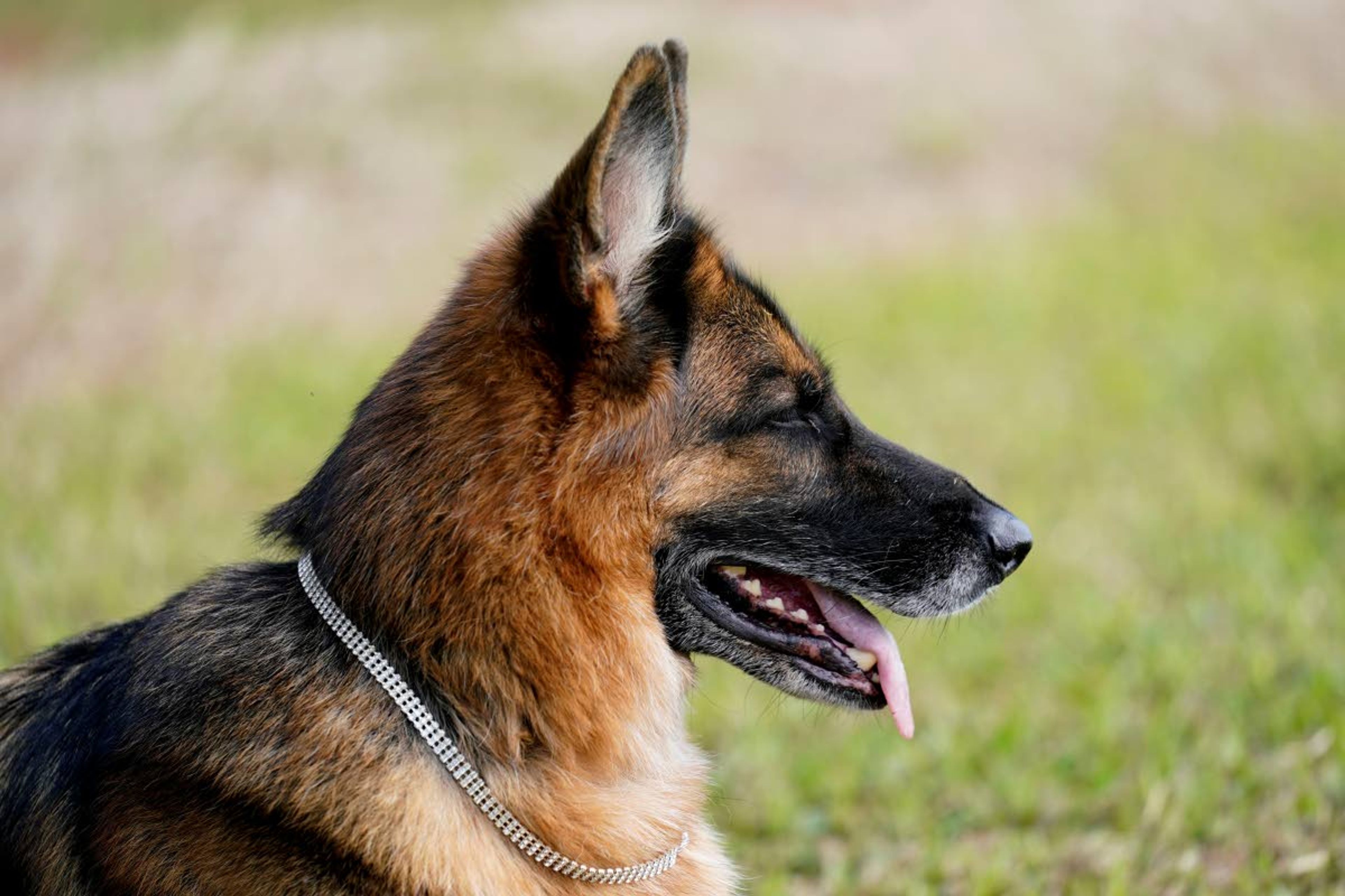 German Shepherd Gunther VI wears a faux diamond collar as he sits on the grounds of a house formally owned by pop star Madonna, Monday, Nov. 15, 2021, in Miami. Gunther VI inherited his vast fortune, including the 9-bedroom waterfront home once owned by the Material Girl from his grandfather Gunther IV. The estate, purchased 20 years ago from the pop star, was listed for sale Wednesday. (AP Photo/Lynne Sladky)