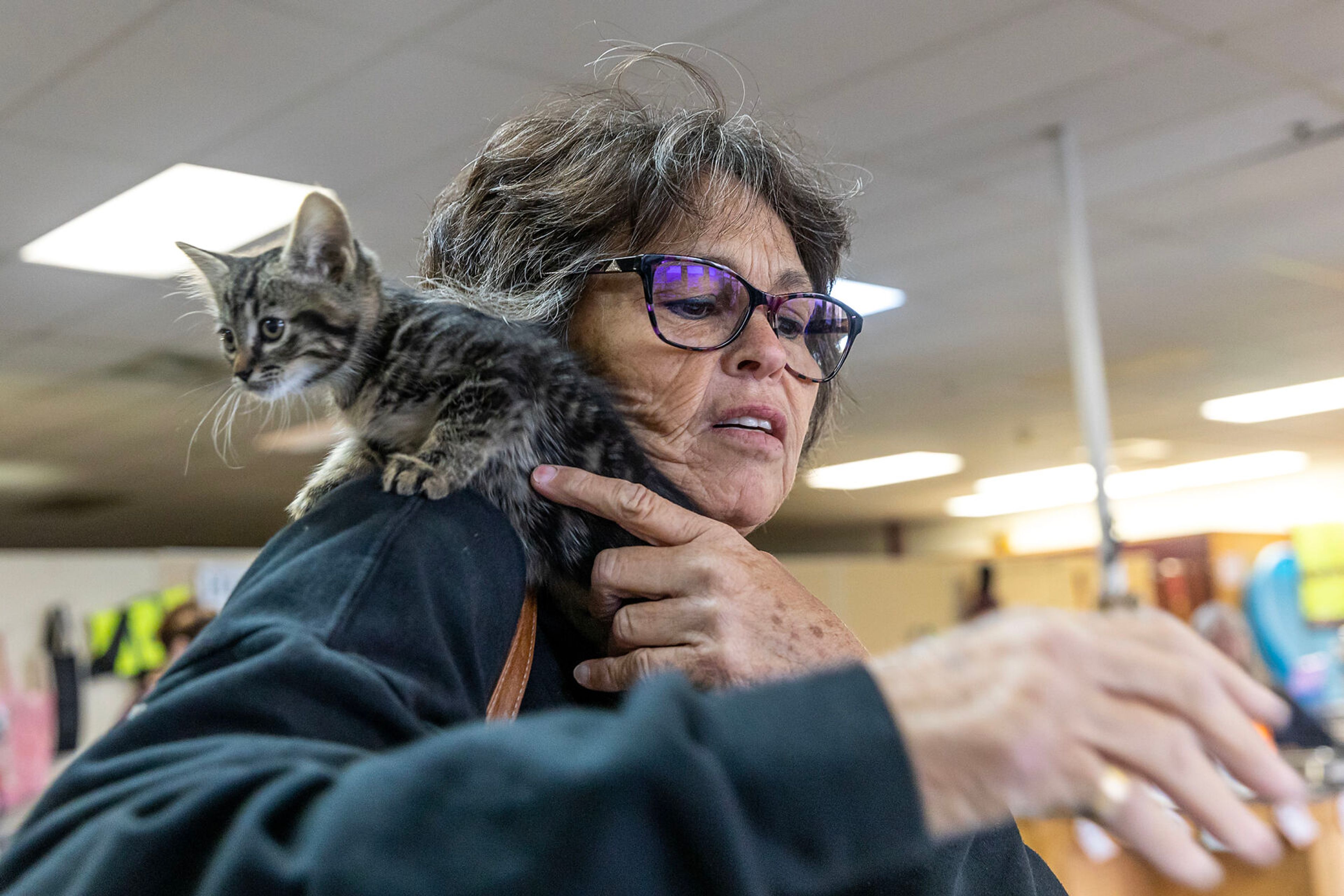 Mary Williams has a cat crawl up onto her shoulder at the Helping Hands Adoption Event Saturday, August 30, in Lewiston.