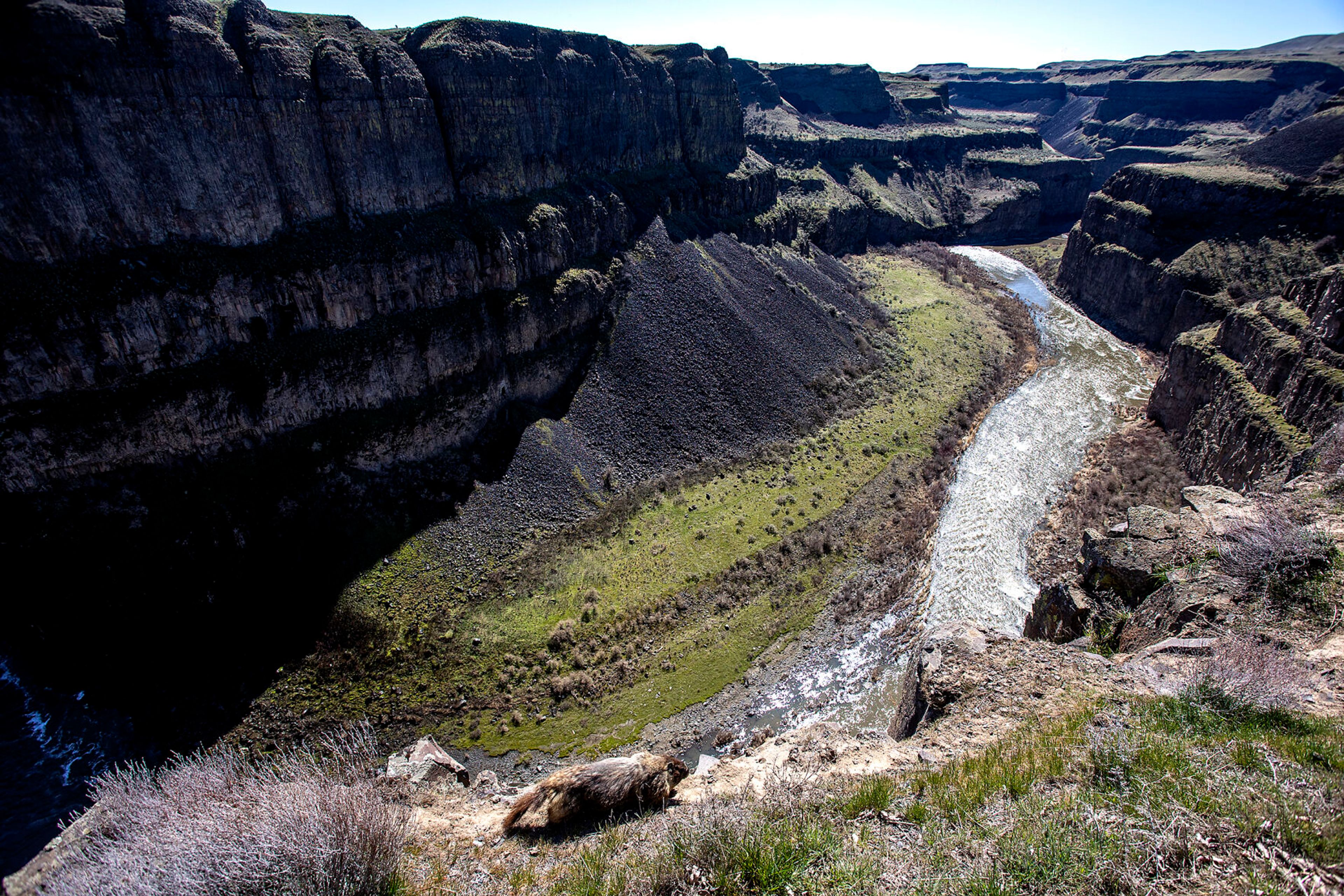 A marmot runs along the top canyon wall with a view of the Palouse River below.