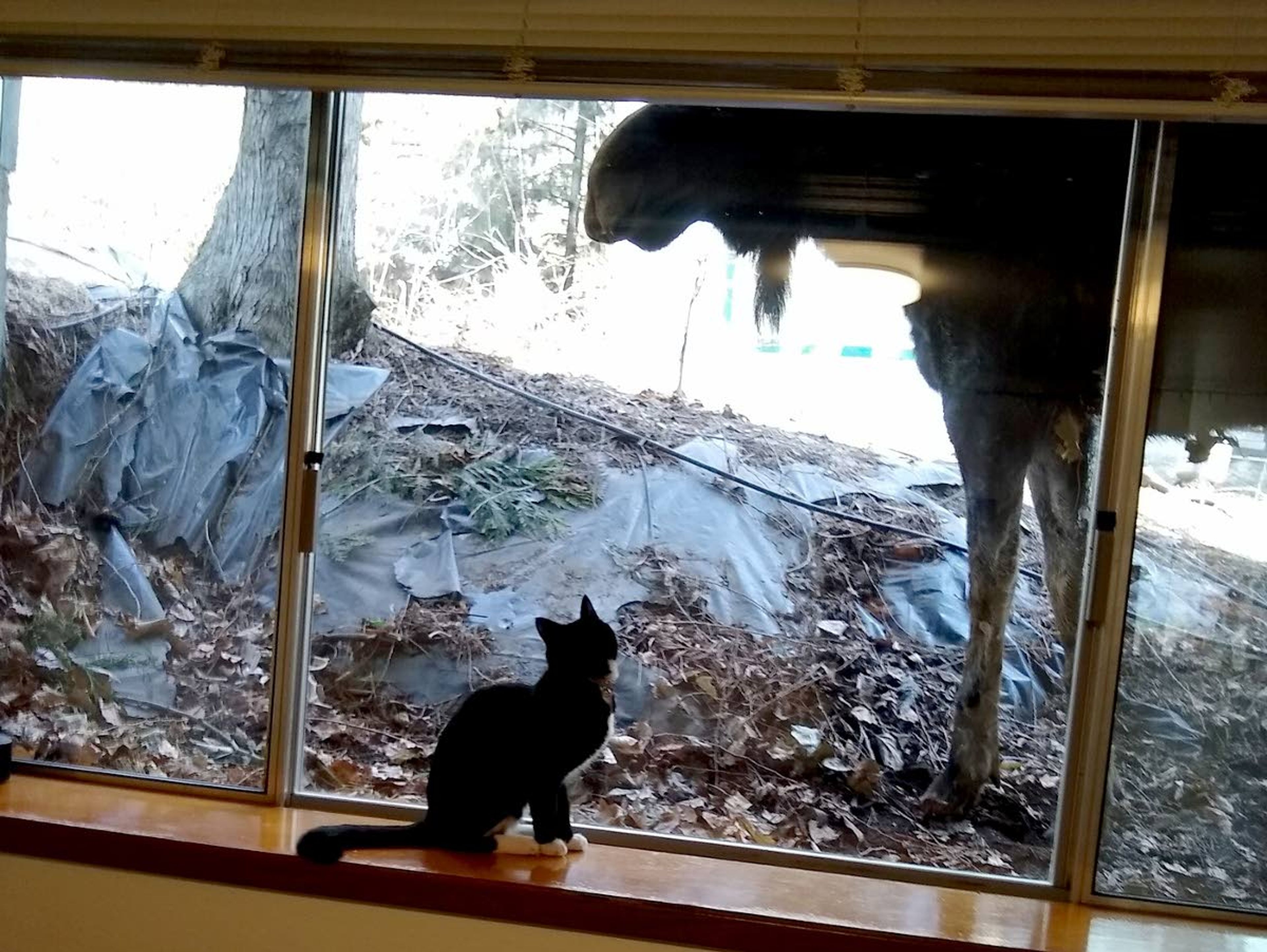 Courtesy Tracy HoffmeisterTracy Hoffmeister’s cat takes a keen interest in a rather large visitor to the family’s North Asbury Street home on March 18. The moose “was very interested in what was going on in my living room and not scared as my cat and I got close enough to take a picture,” Hoffmeister said. “Then (the moose) decided to lie down and chill out.”