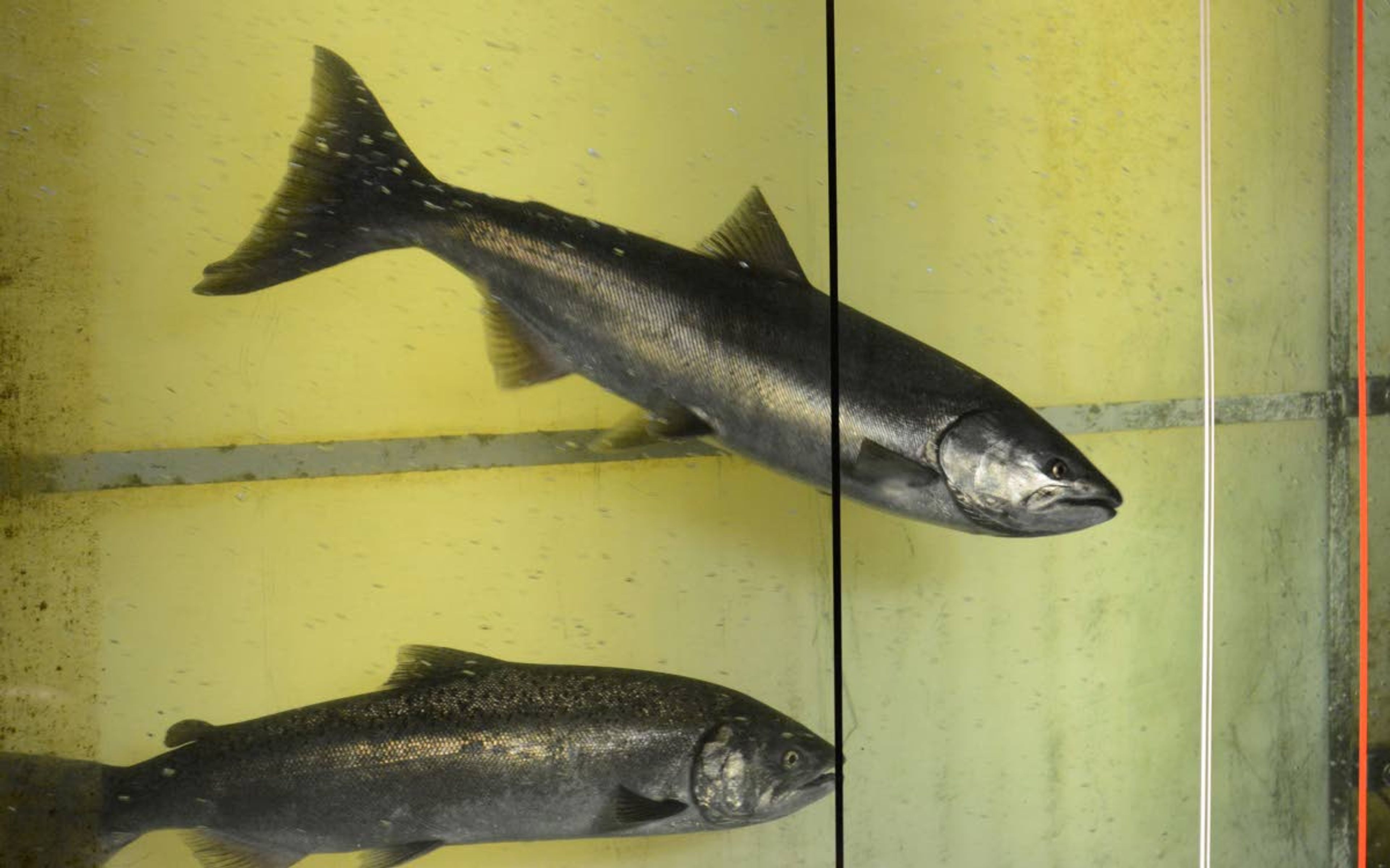 A pair of chinook salmon — one a hatchery fish with clipped adipose fin and one wild — make their way through the fish counting window at Lower Granite Dam in this Lewiston Tribune file photo.