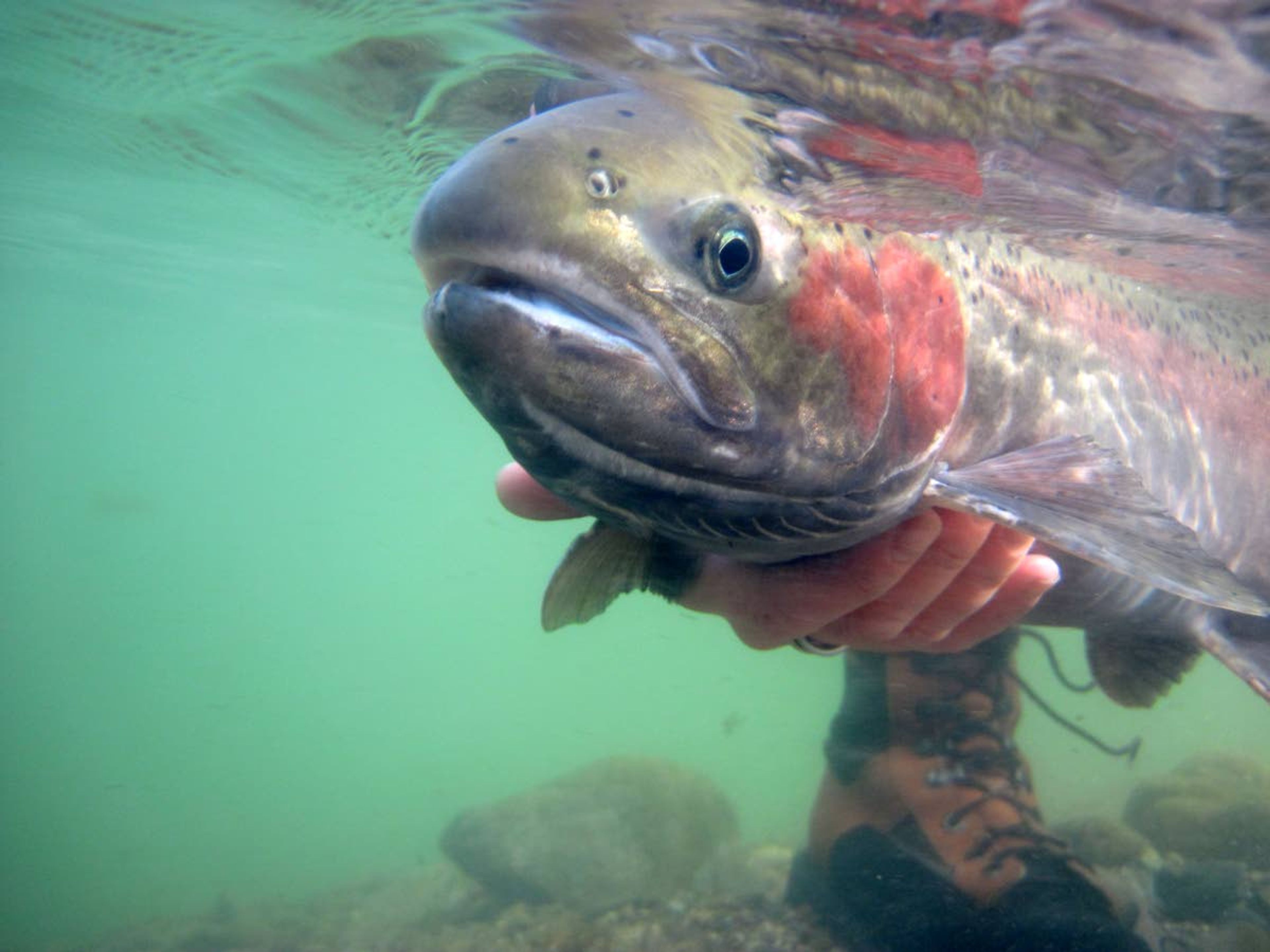 Ron RobertsAn angler holds a steelhead underwater before releasing the fish.