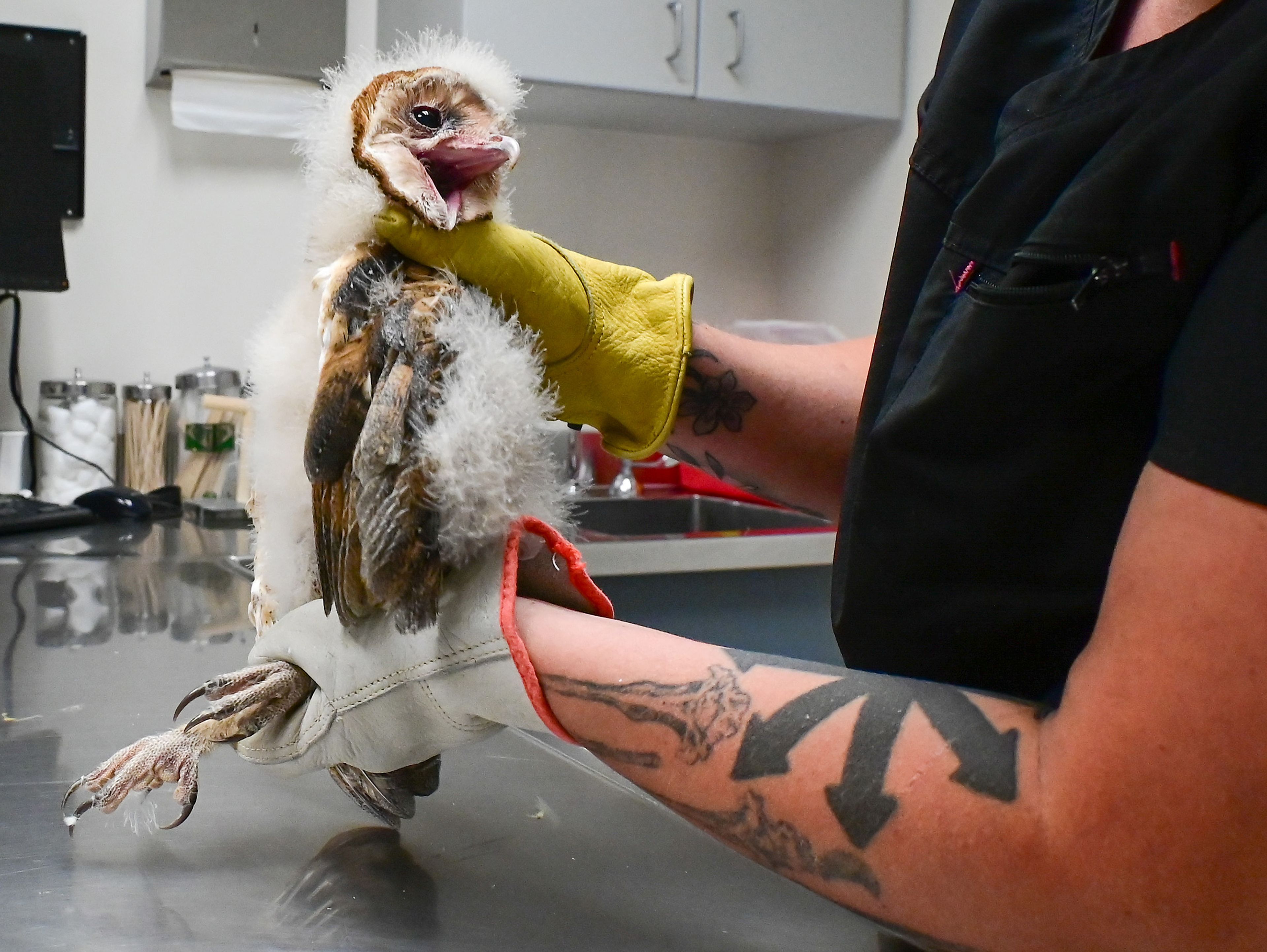 An orphaned barn owl opens its beak to protest being held by Alex McGregor, a second-year Washington State University vet student and technical assistant at the Veterinary Teaching Hospital, before being taken to a nest box on Wednesday in Pullman.